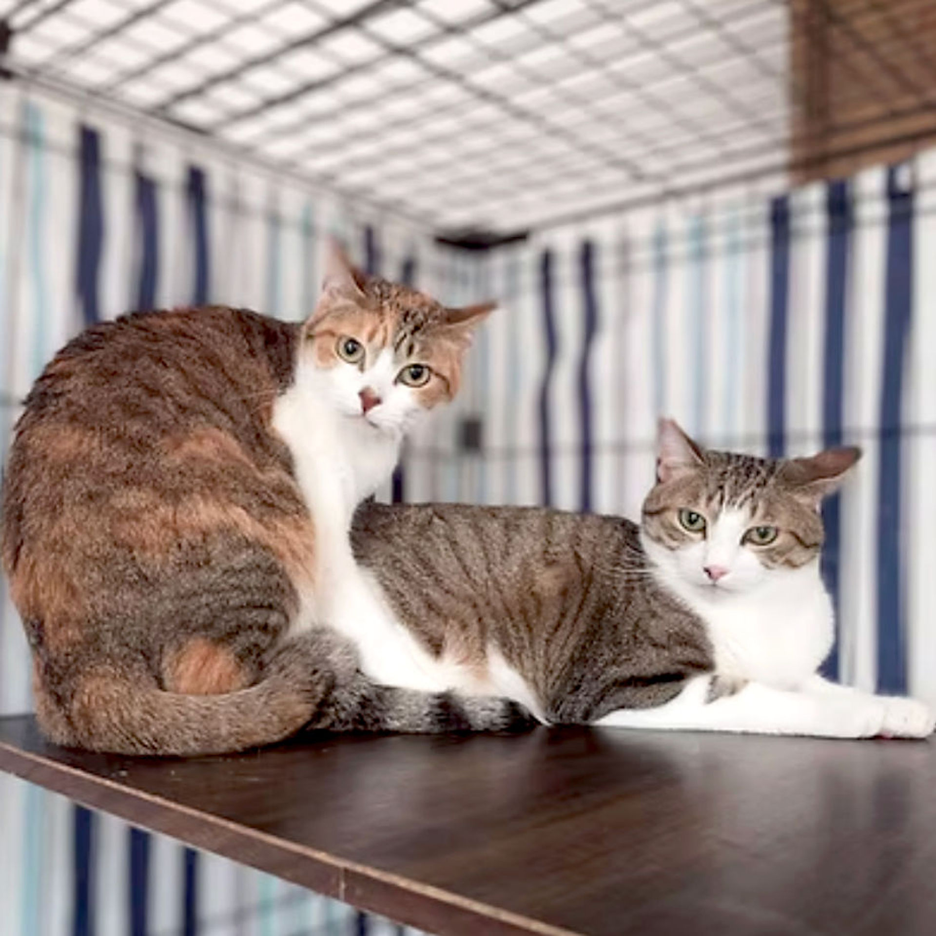 雑種（ミックス猫）・オスの里親募集の写真