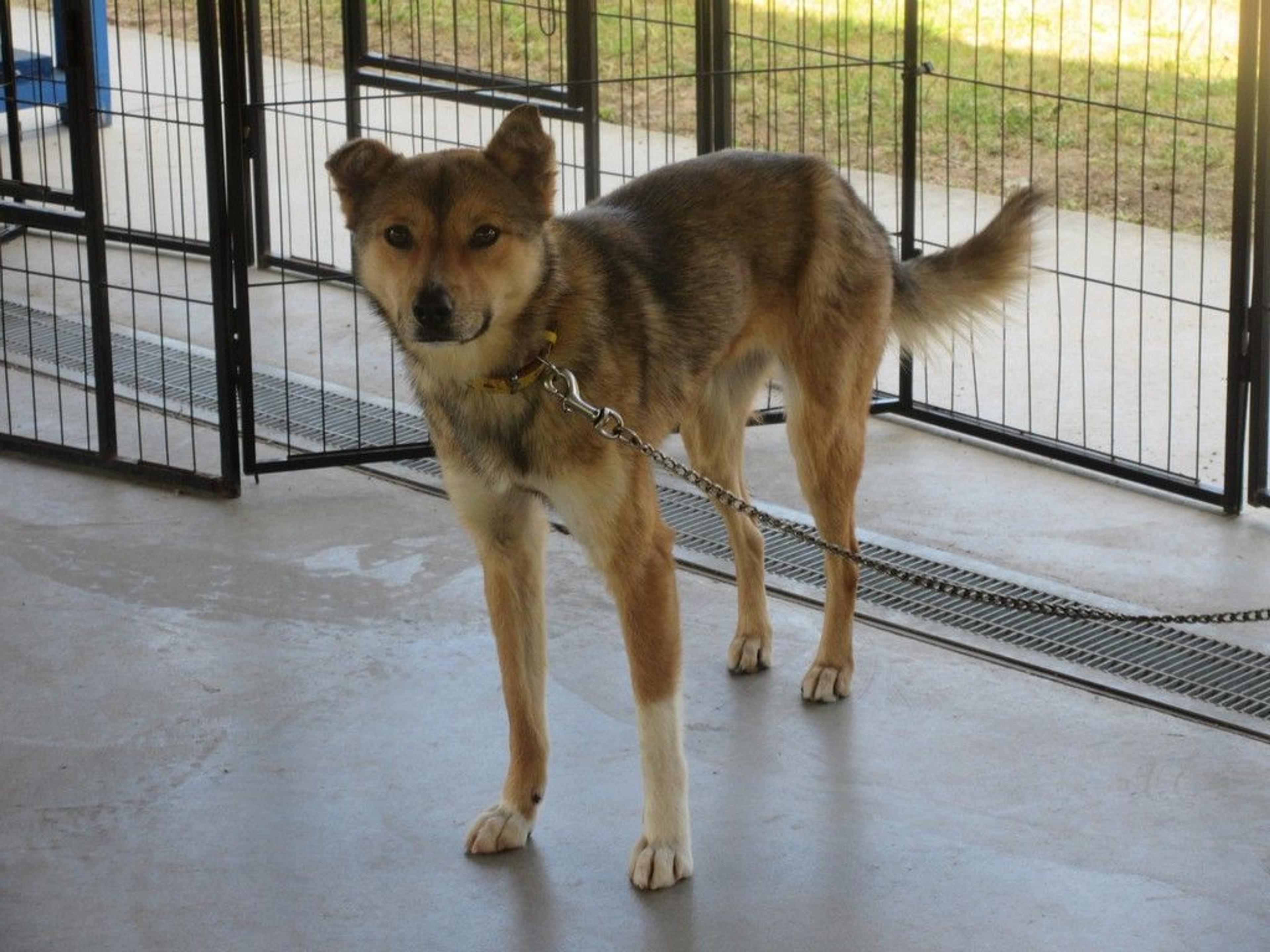 pet-image-2