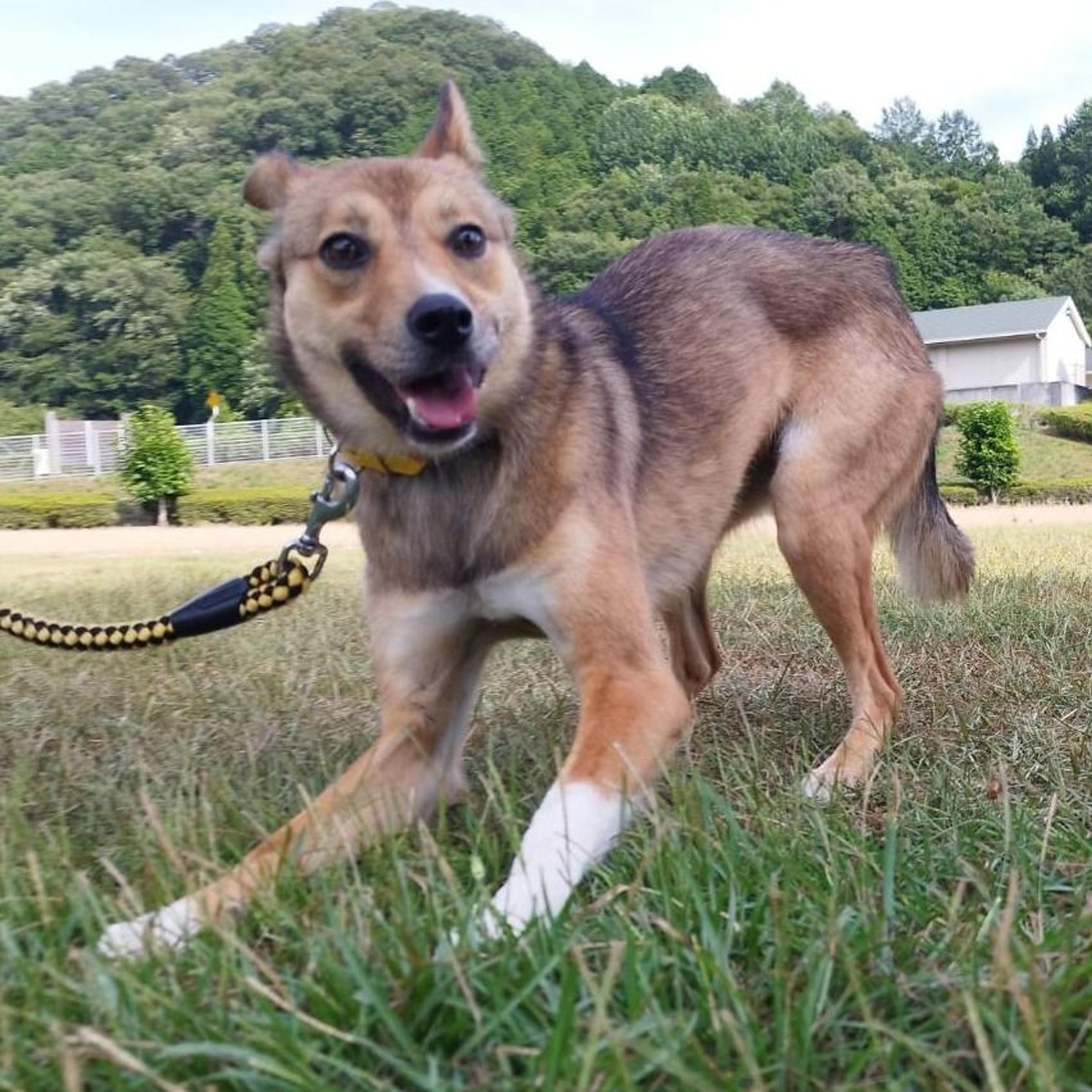 pet-image-7