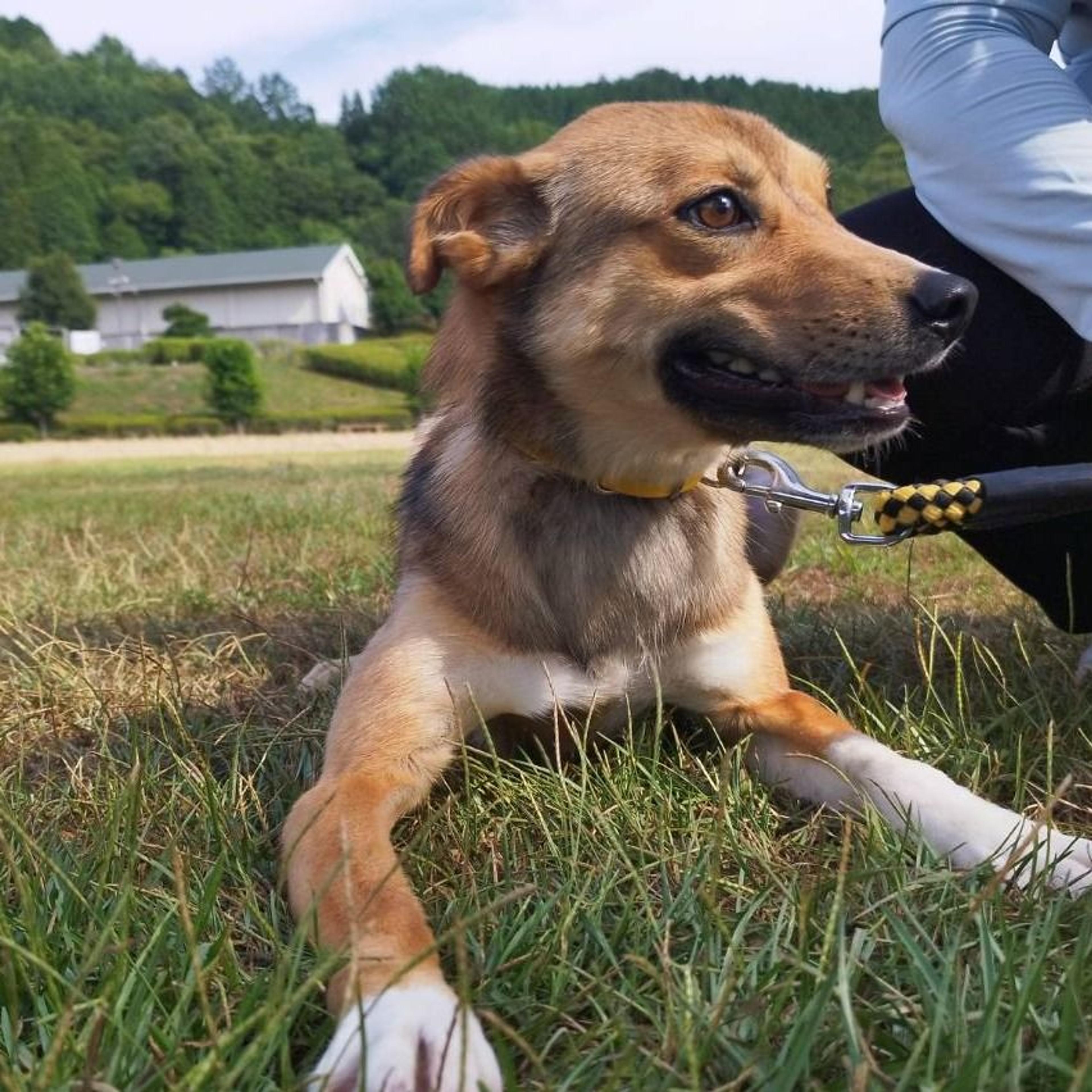 pet-image-8