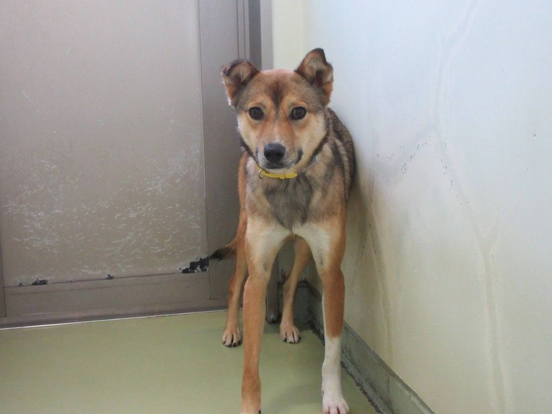雑種（ミックス犬）・メスの里親募集の写真