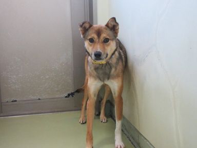 ウメの写真