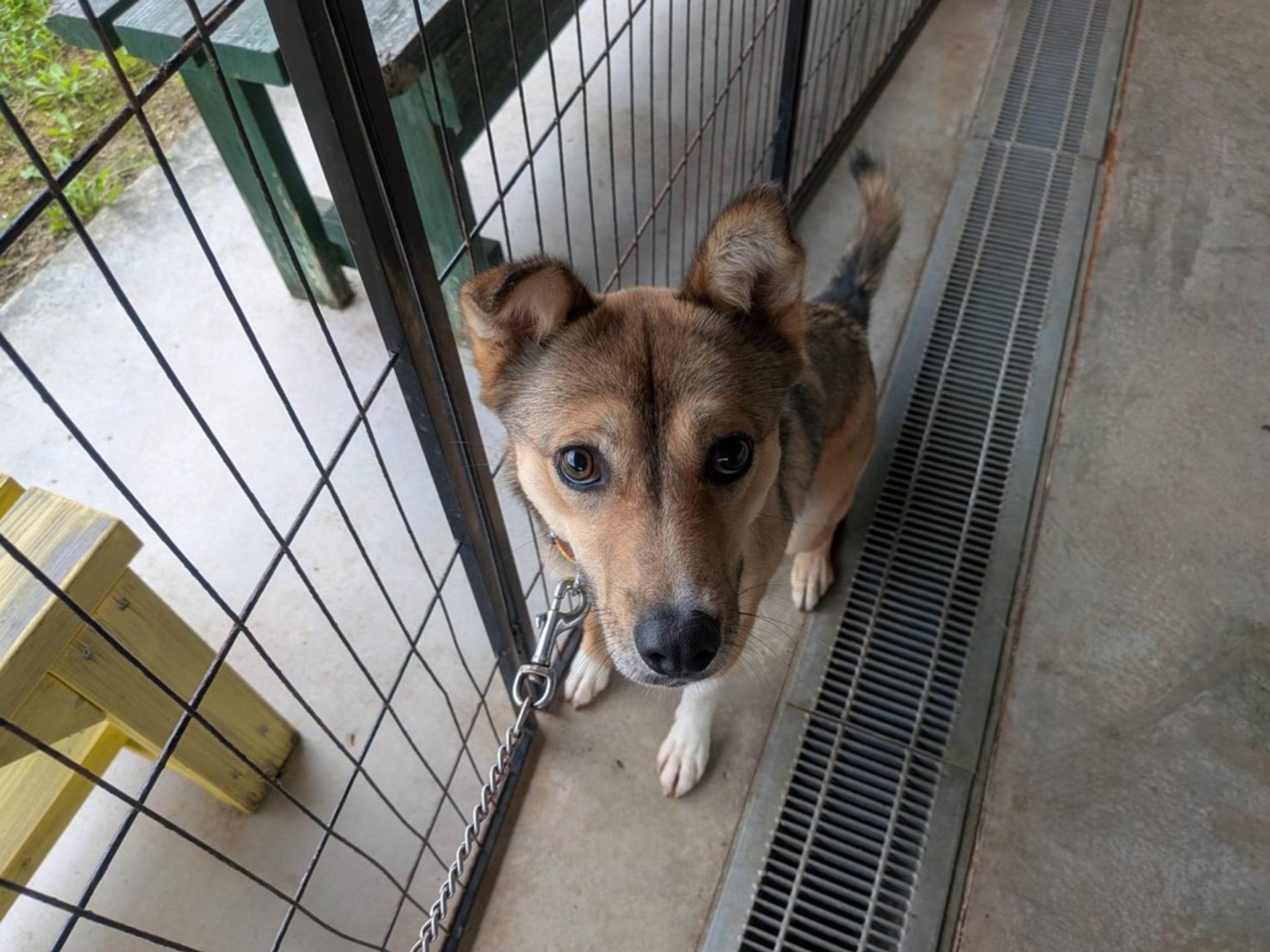 pet-image-9
