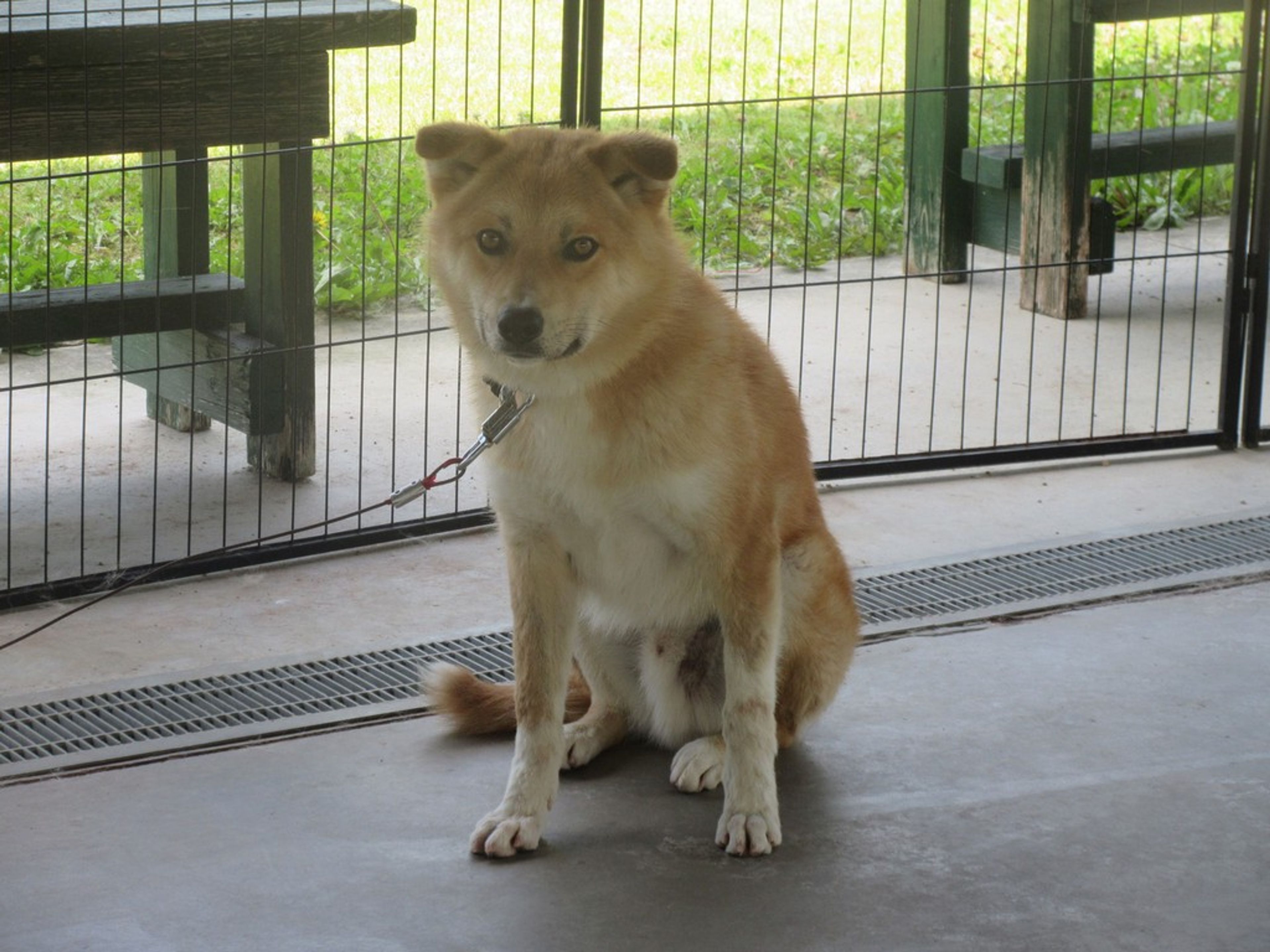 pet-image-2