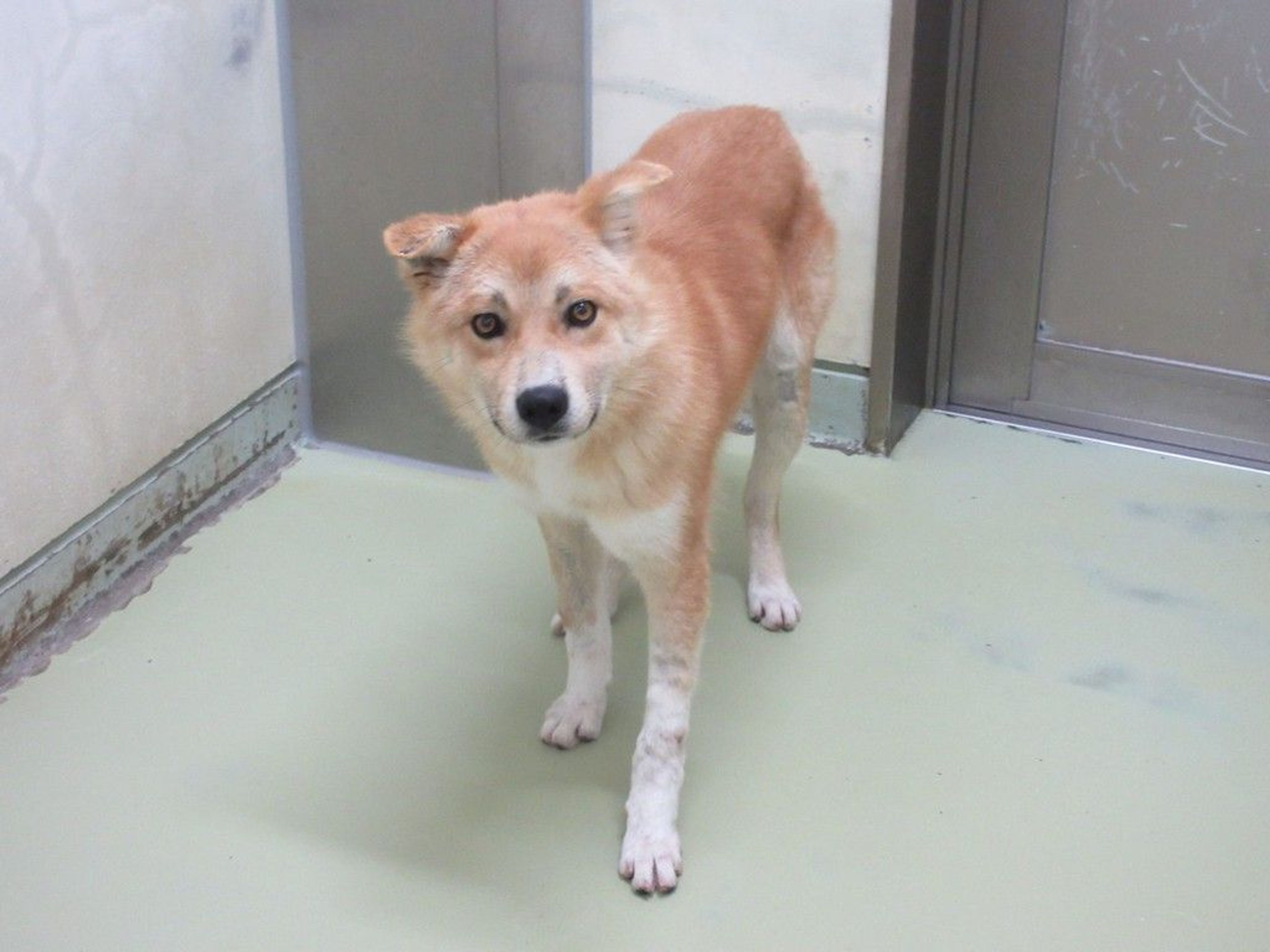 雑種（ミックス犬）・オスの里親募集の写真