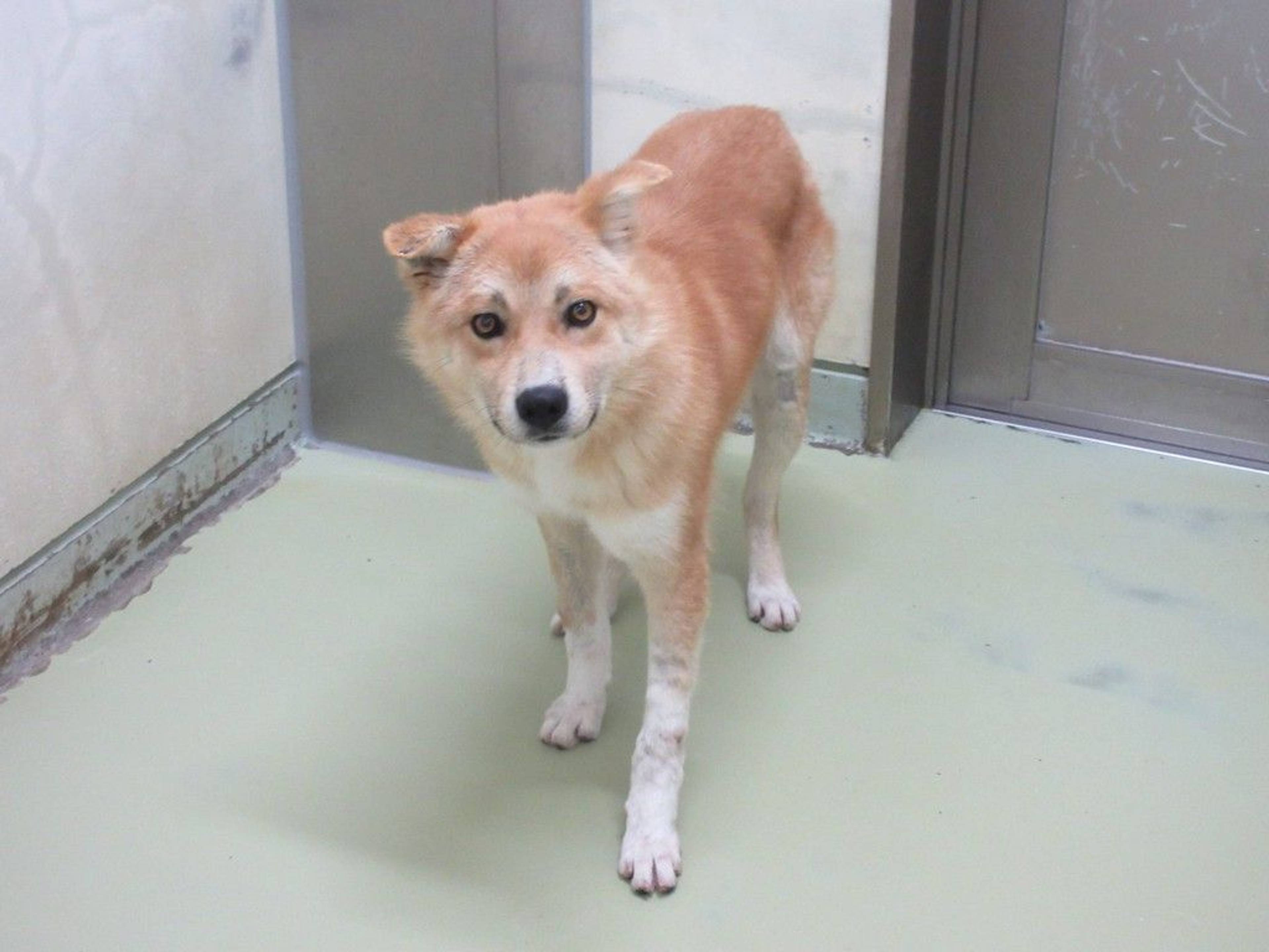 雑種（ミックス犬）・オスの里親募集の写真