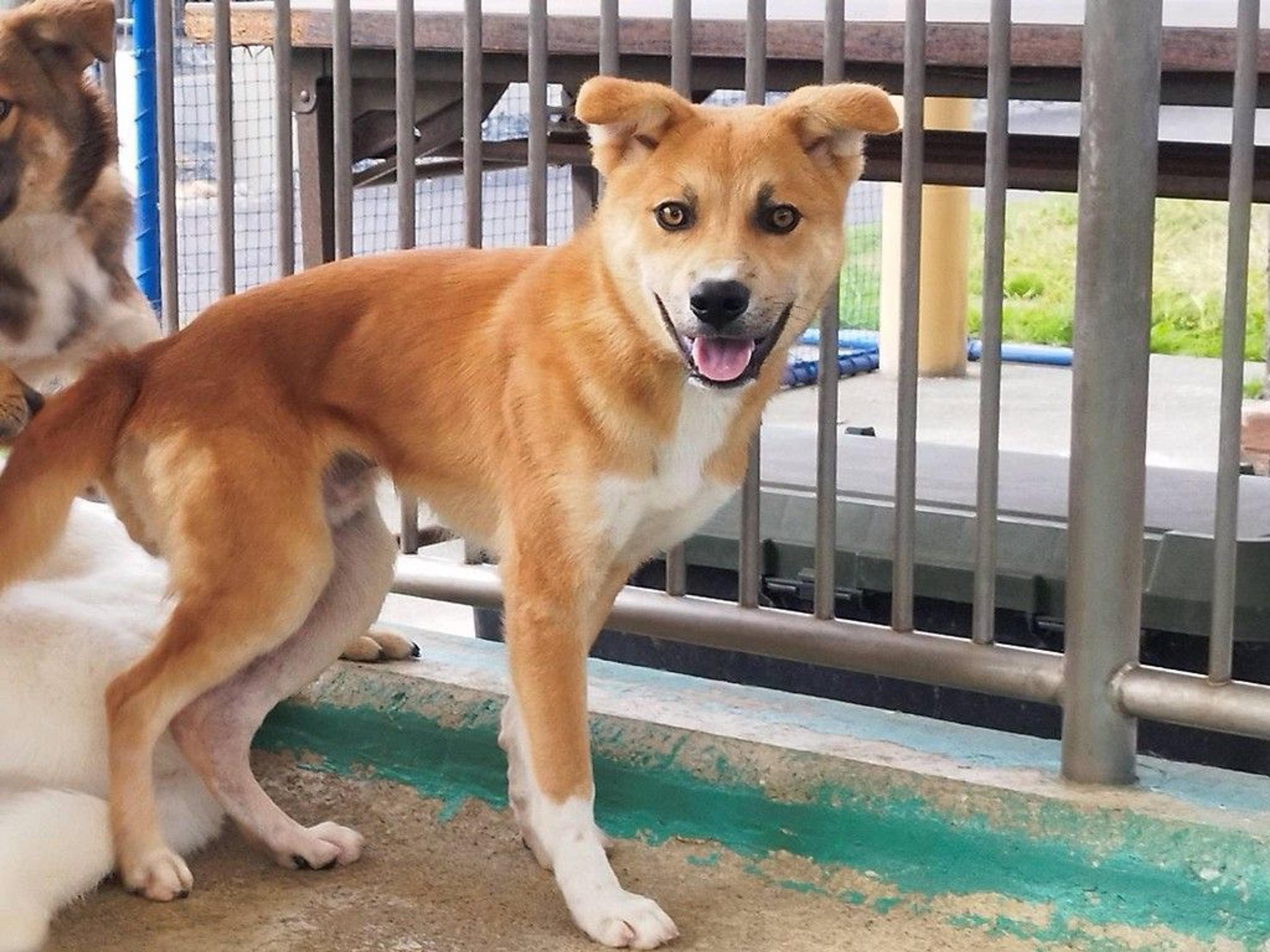 pet-image-3