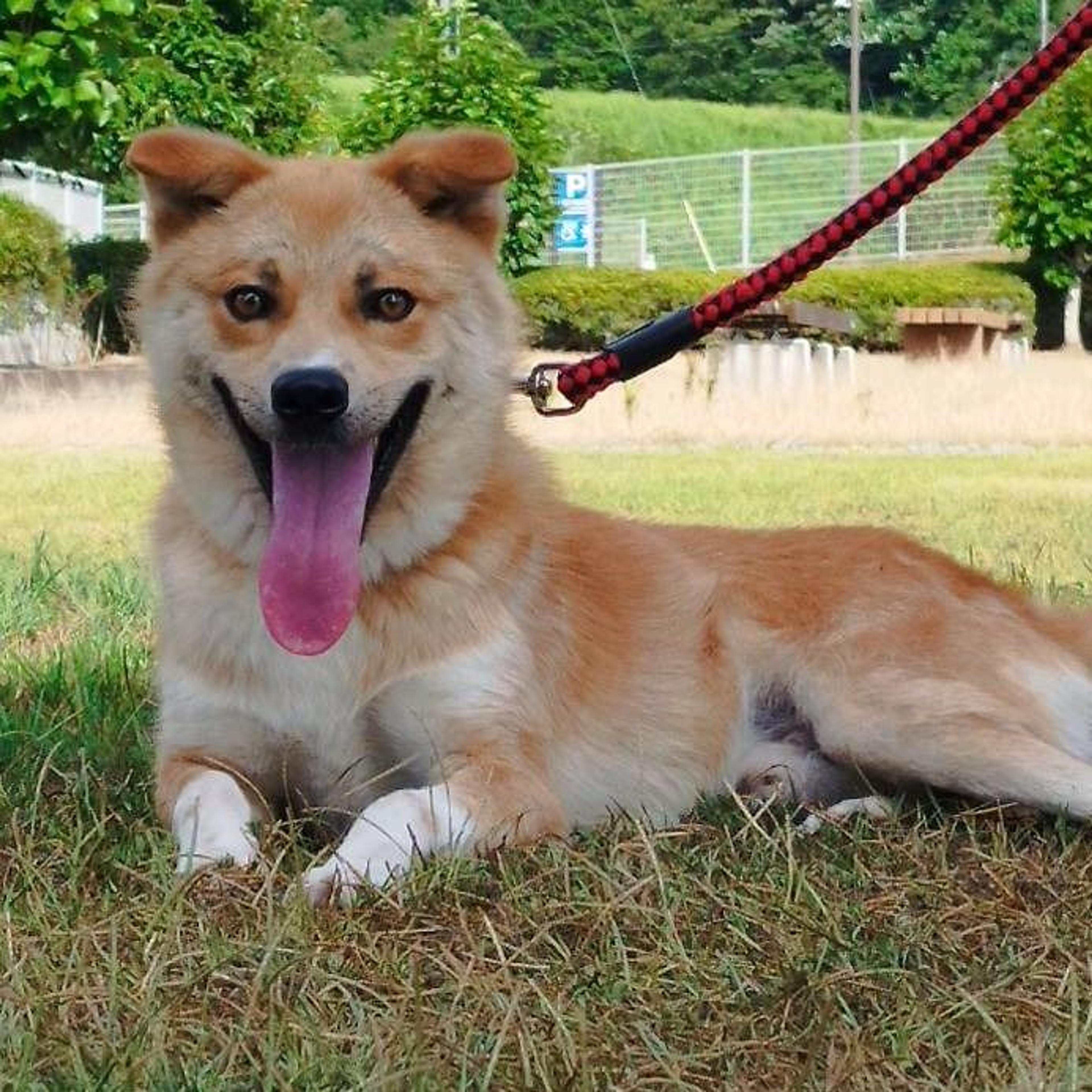 pet-image-5