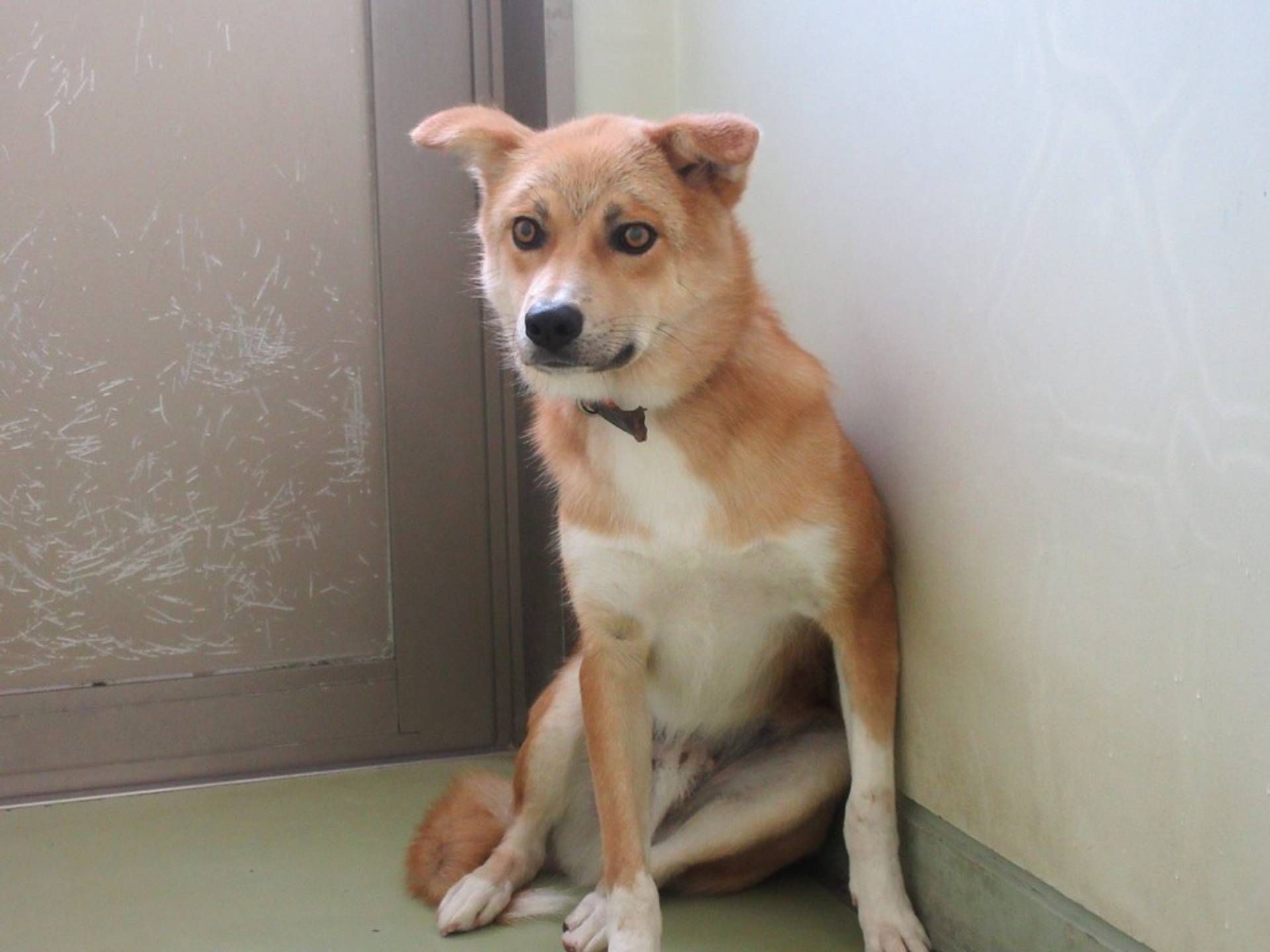 雑種（ミックス犬）・オスの里親募集の写真
