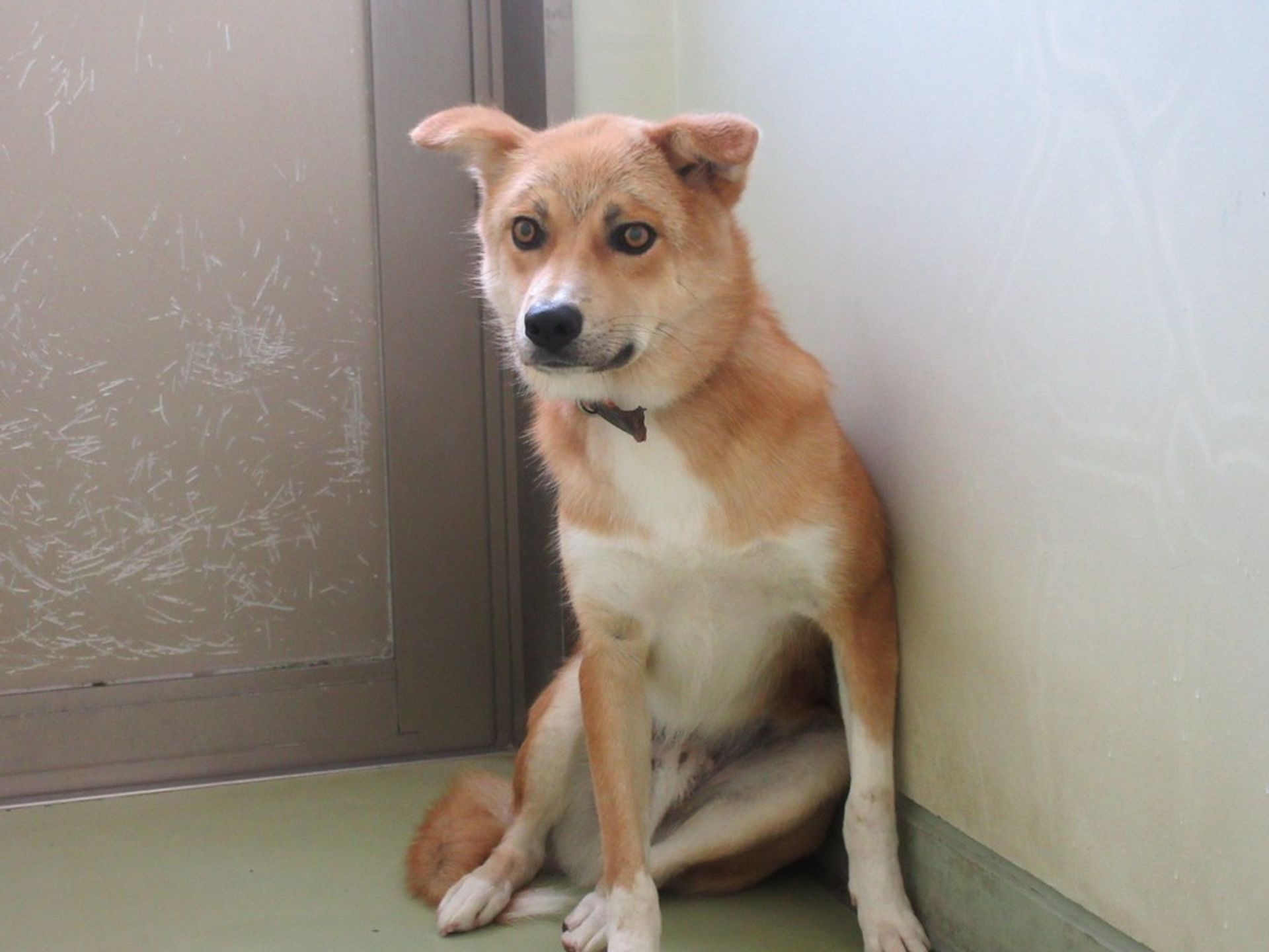 雑種（ミックス犬）・オスの里親募集の写真