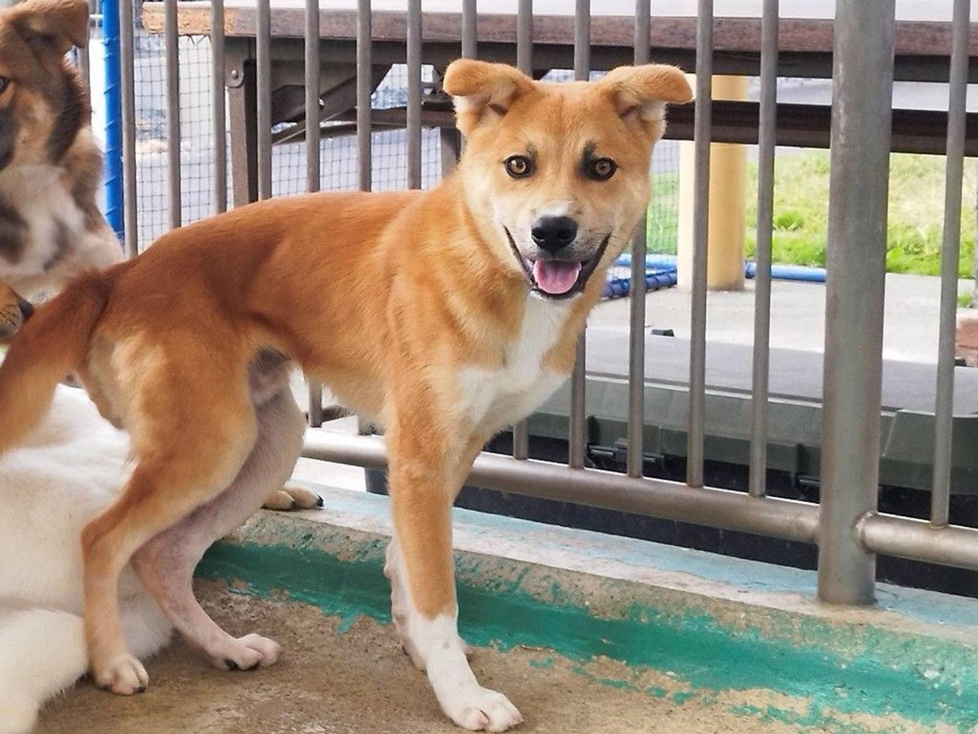 pet-image-4