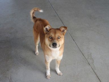 雑種（ミックス犬）・オスの里親募集の写真