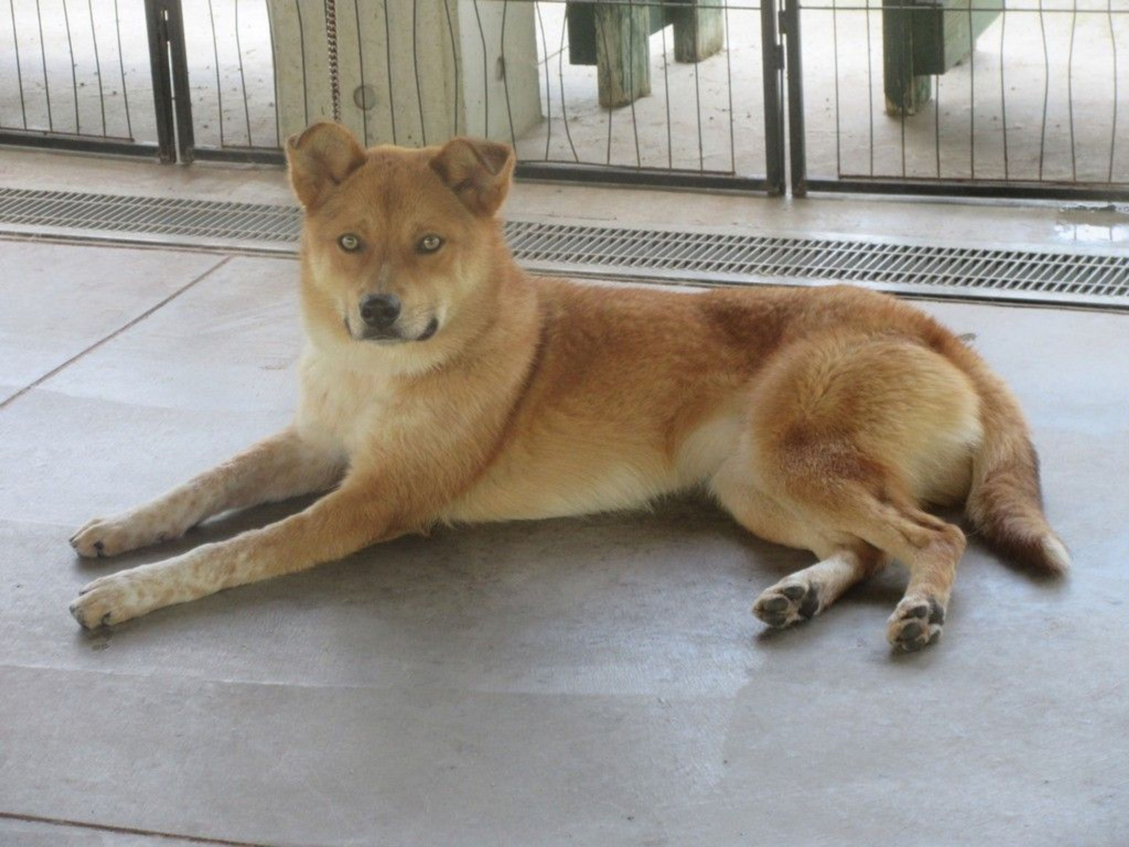 雑種（ミックス犬）・オスの里親募集の写真