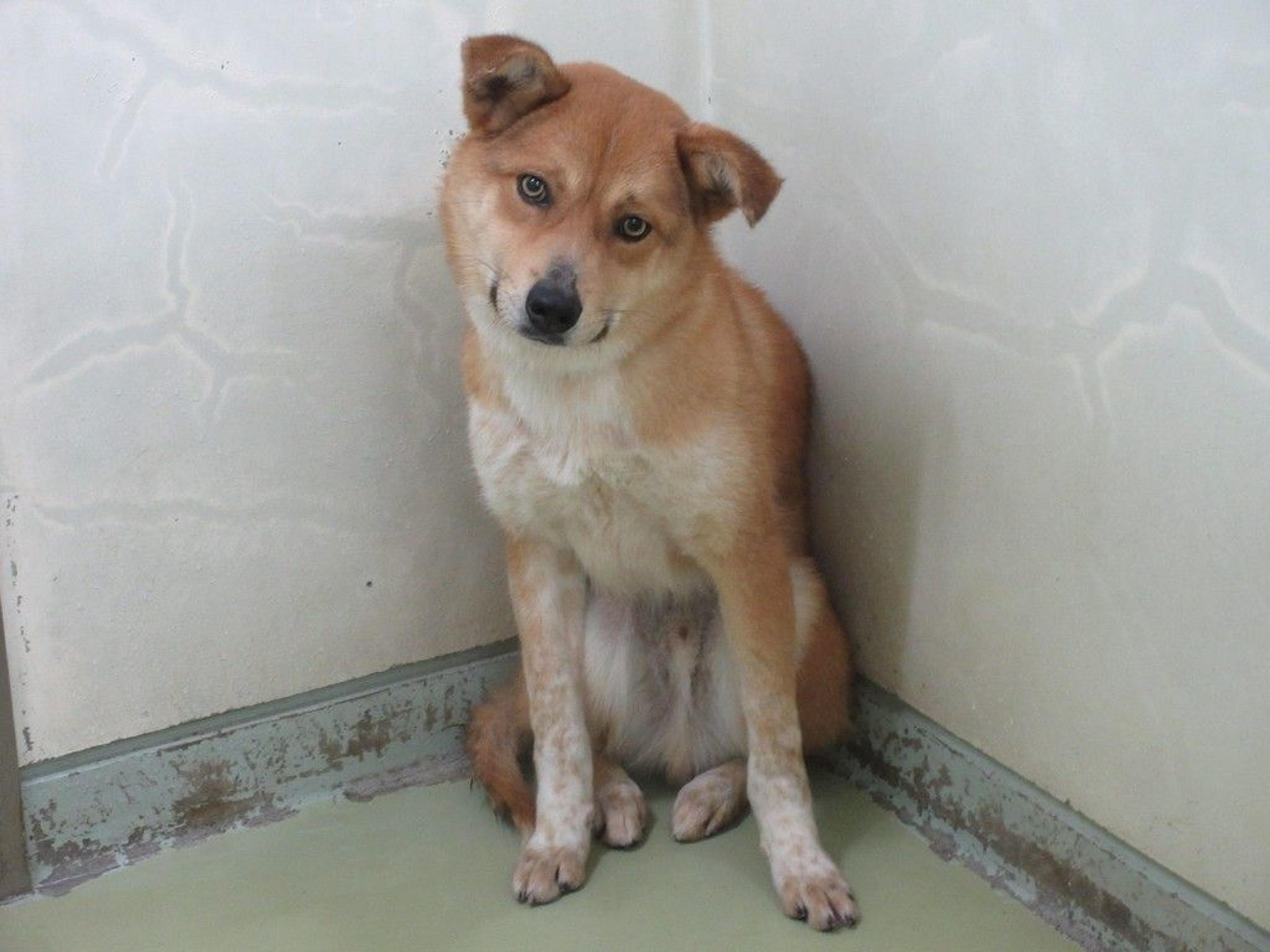 pet-image-3