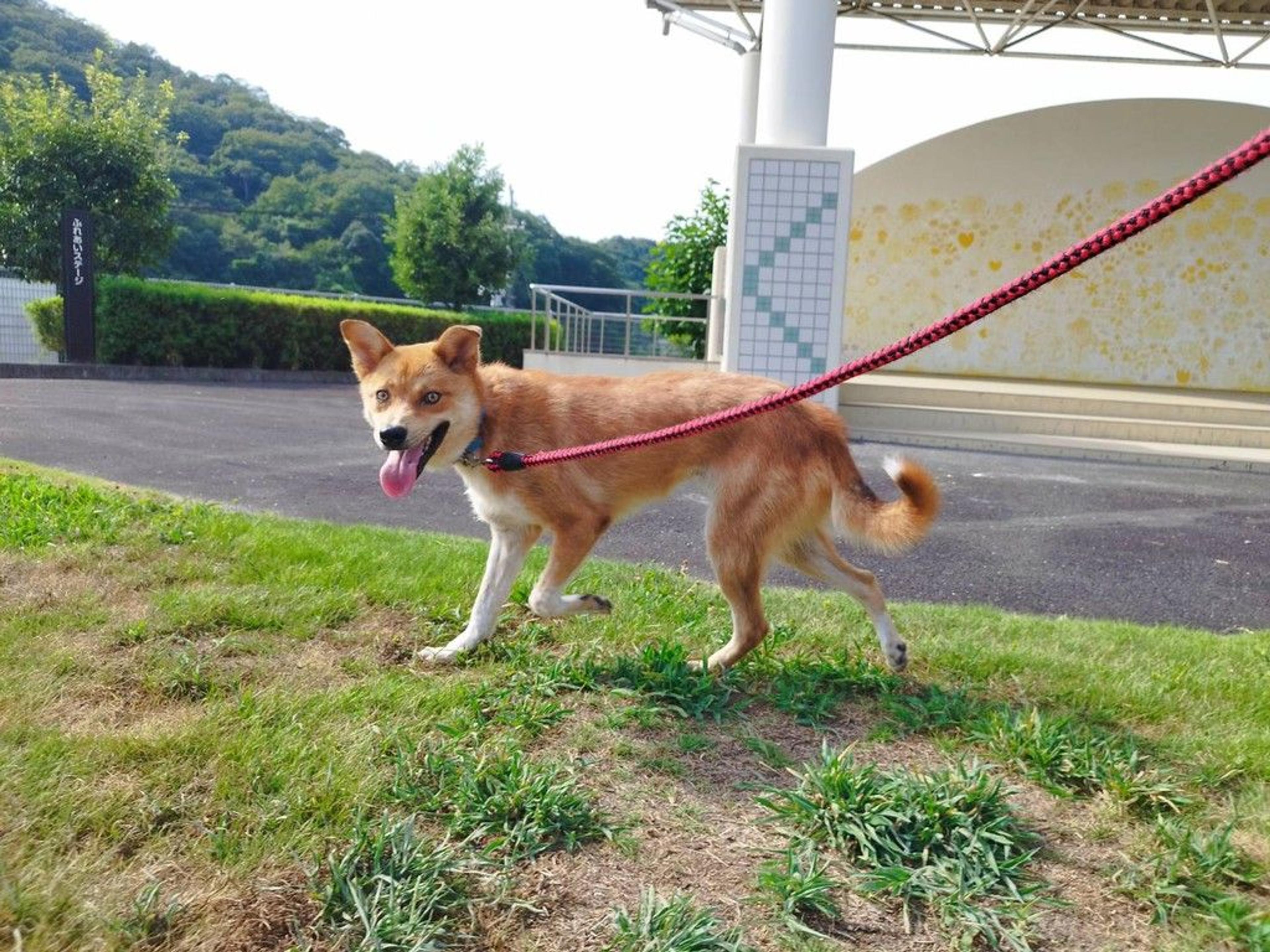 pet-image-8