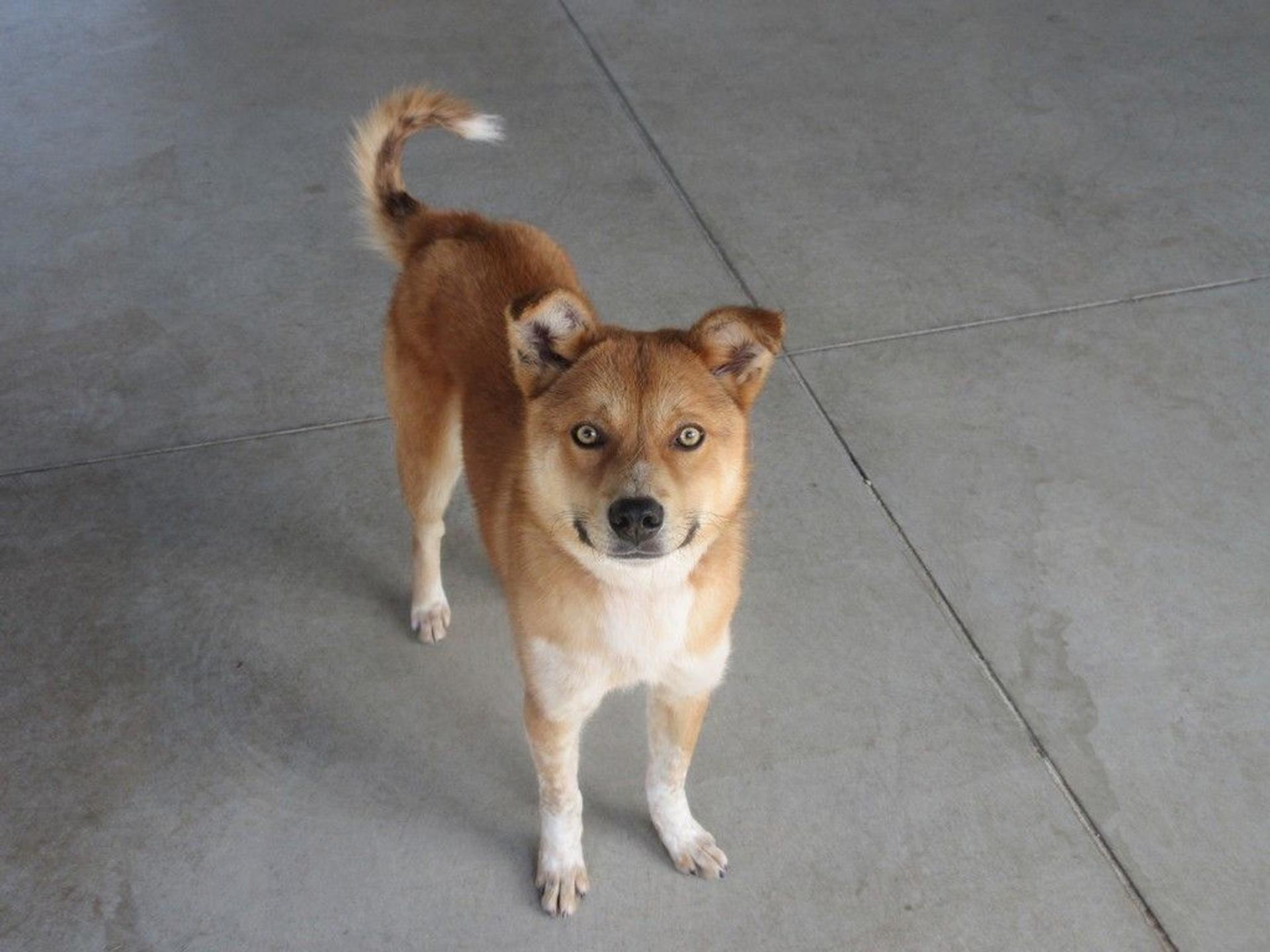 pet-image-2