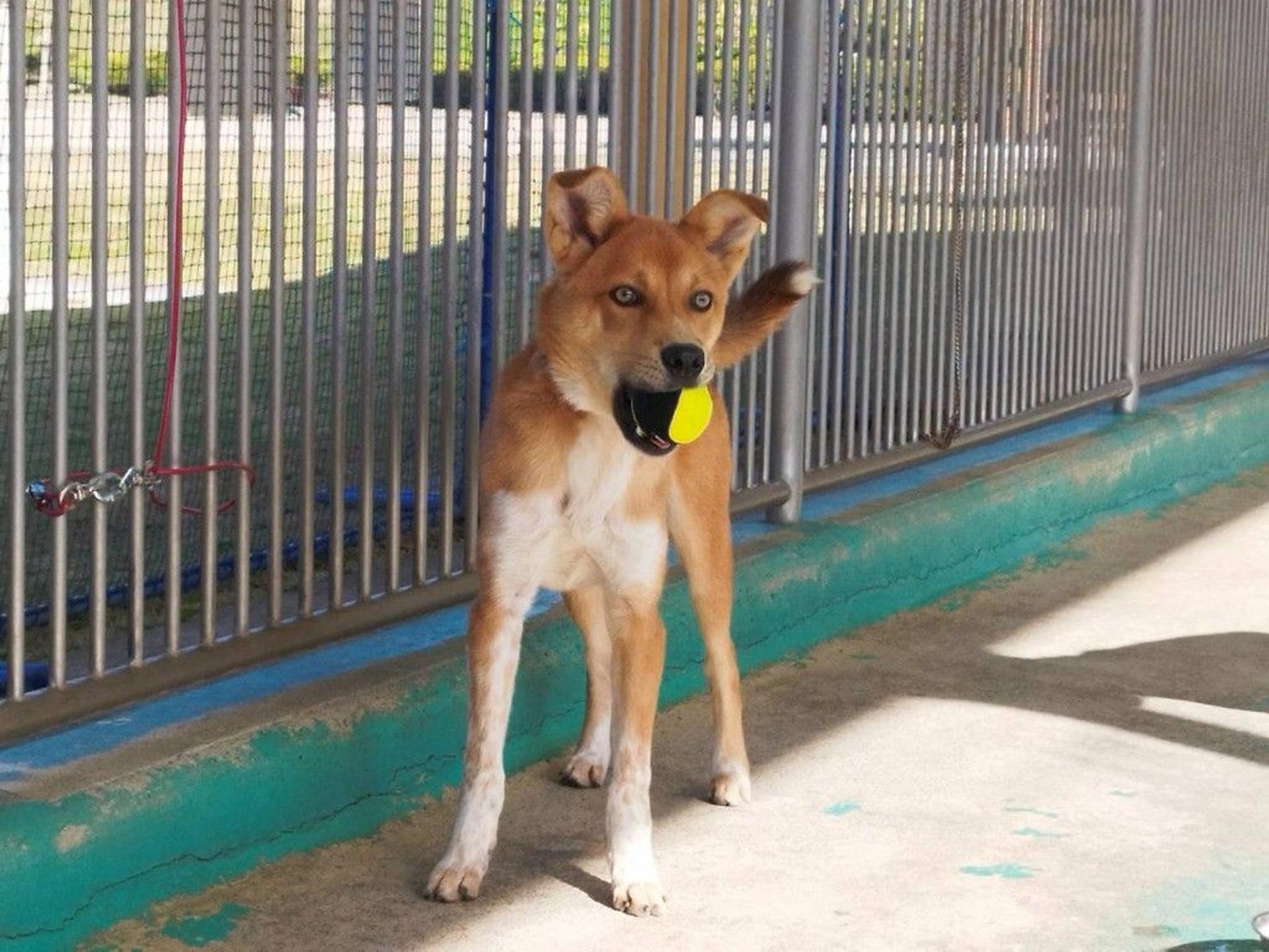 pet-image-5
