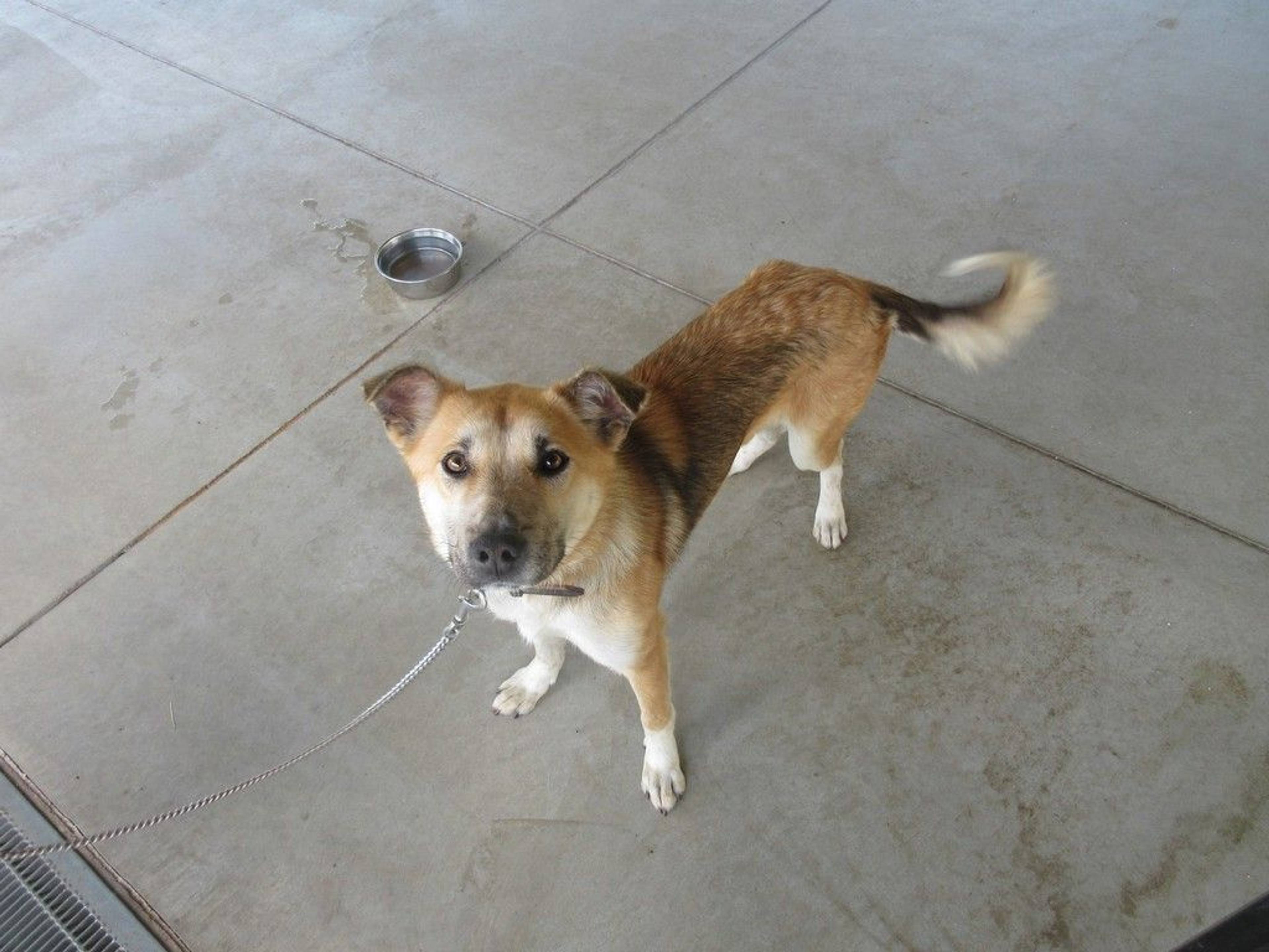 雑種（ミックス犬）・オスの里親募集の写真