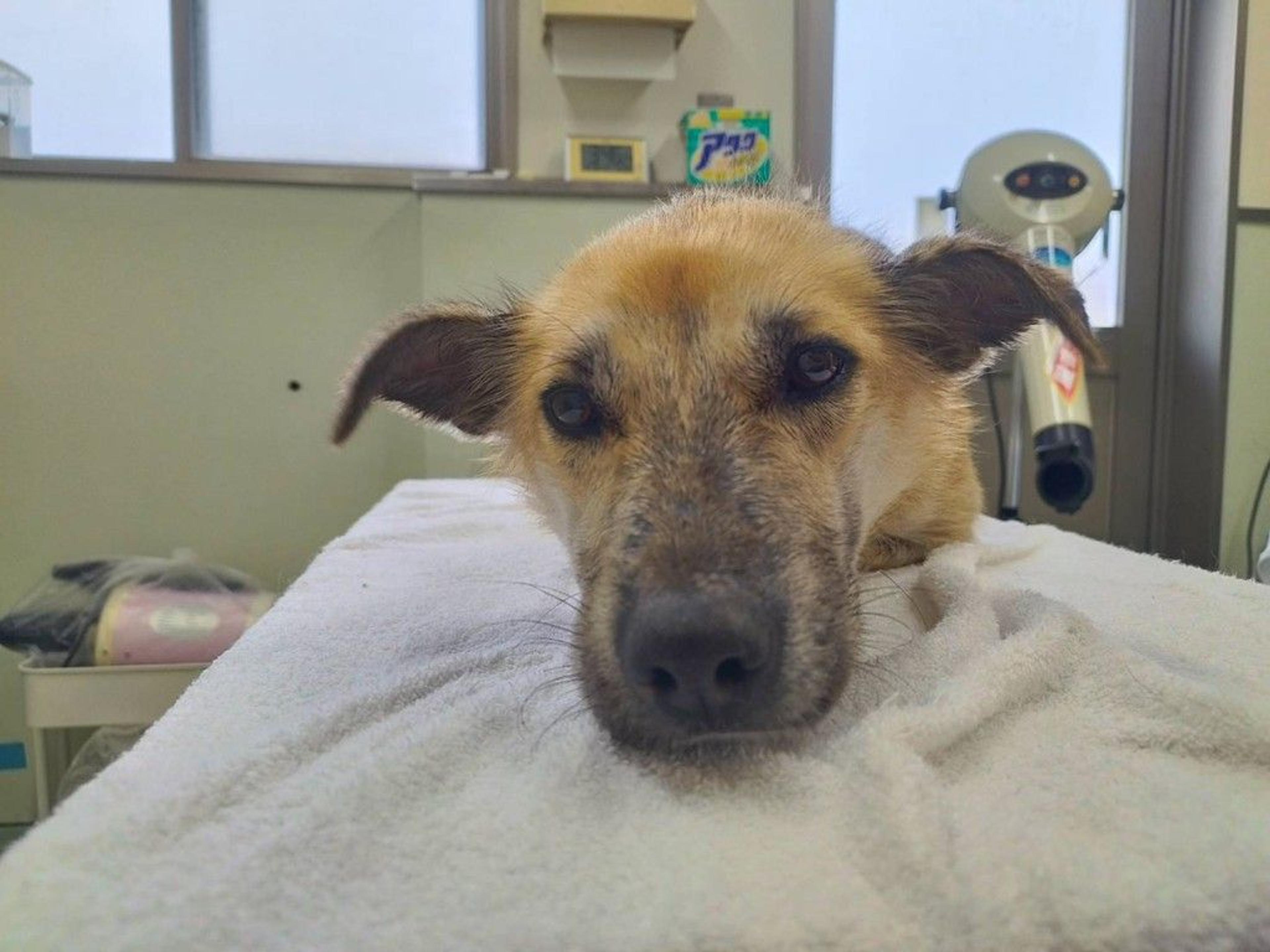 pet-image-5