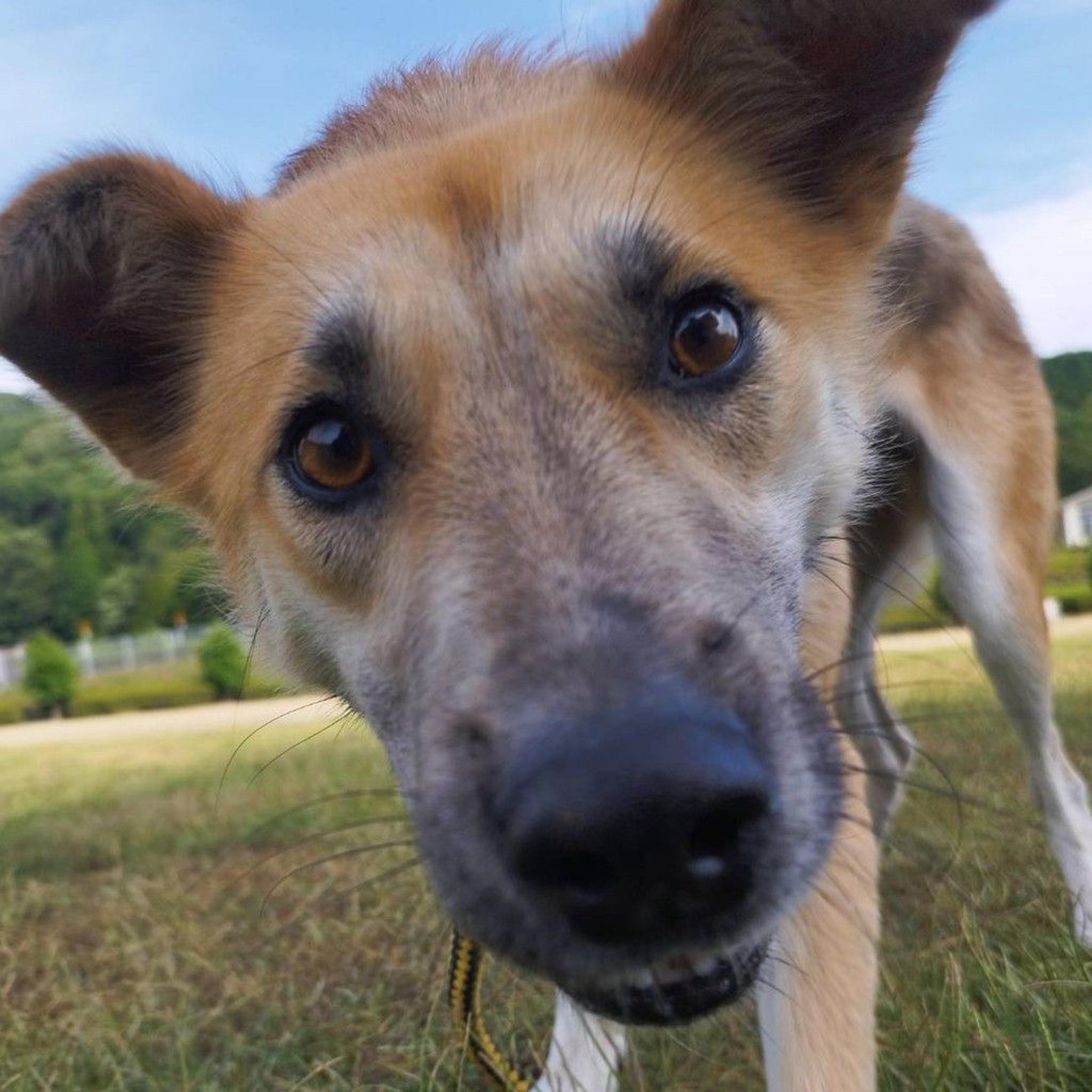pet-image-6