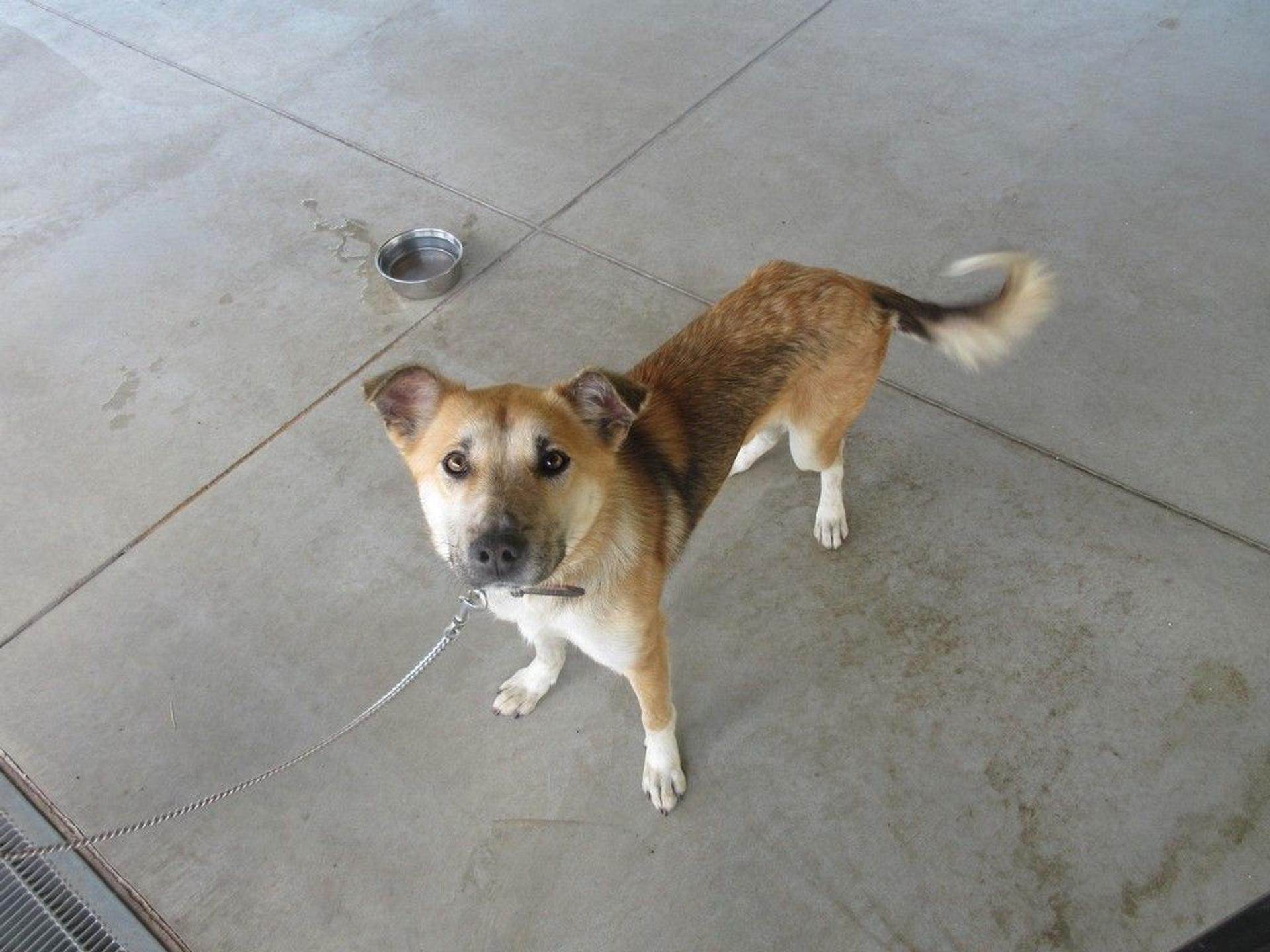 pet-image-2