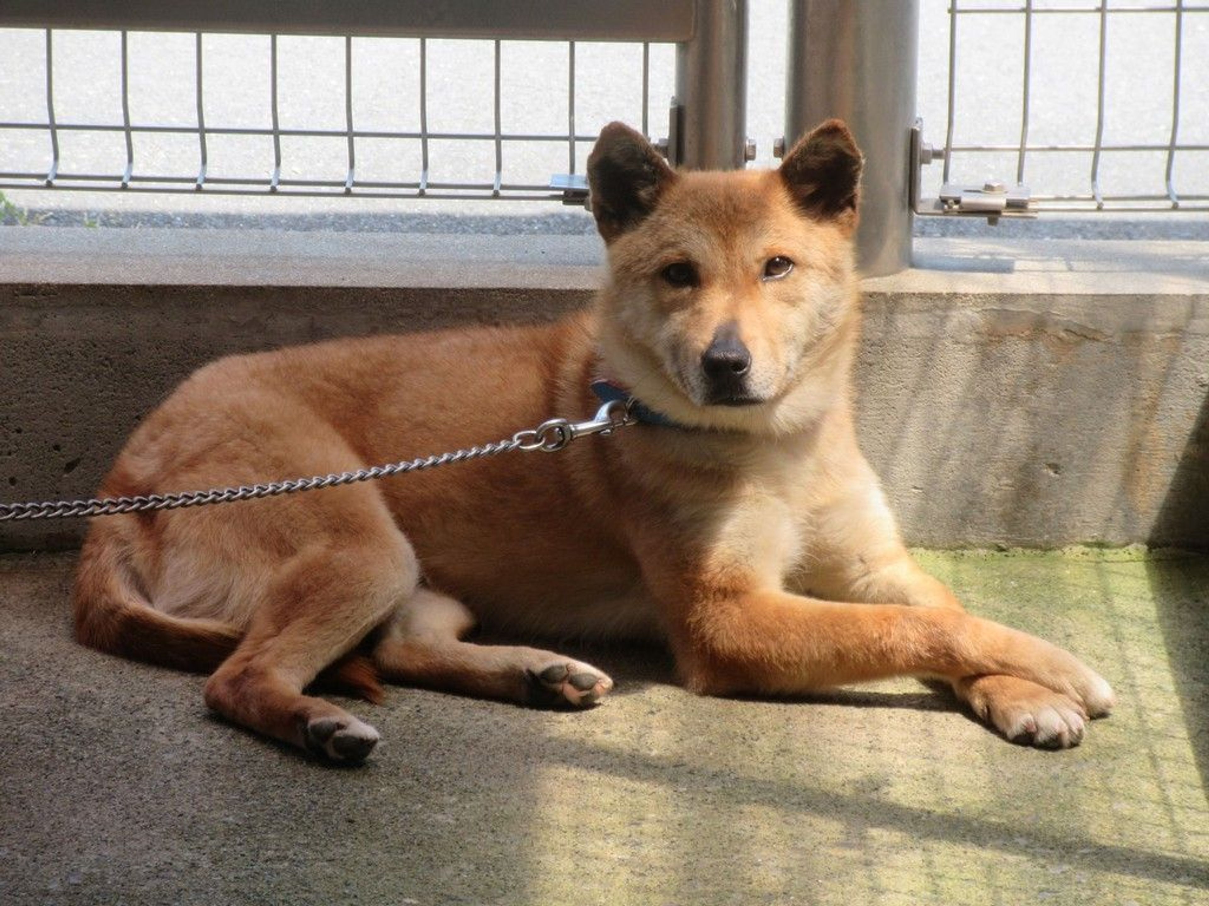 雑種（ミックス犬）・オスの里親募集の写真