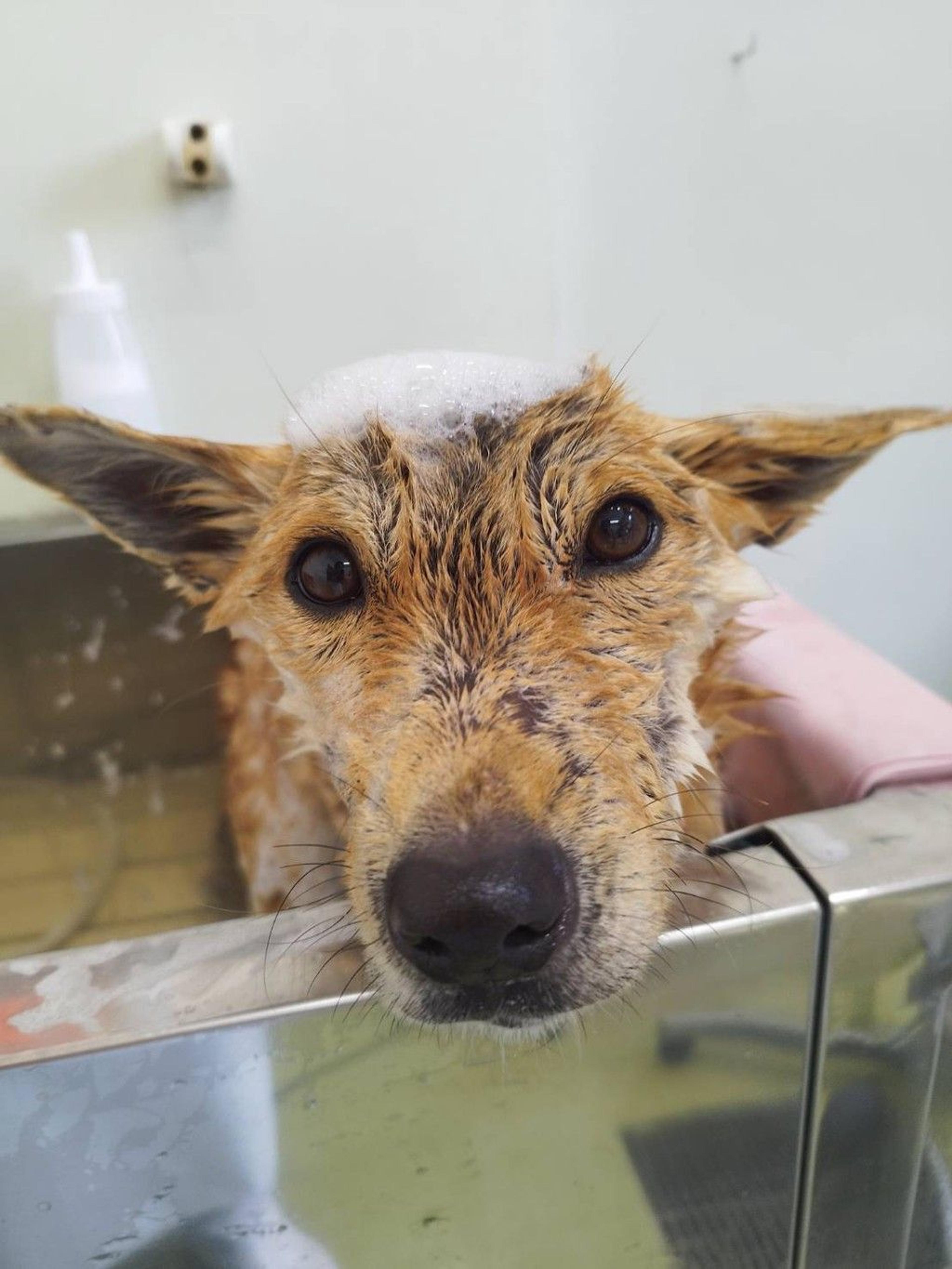 pet-image-3