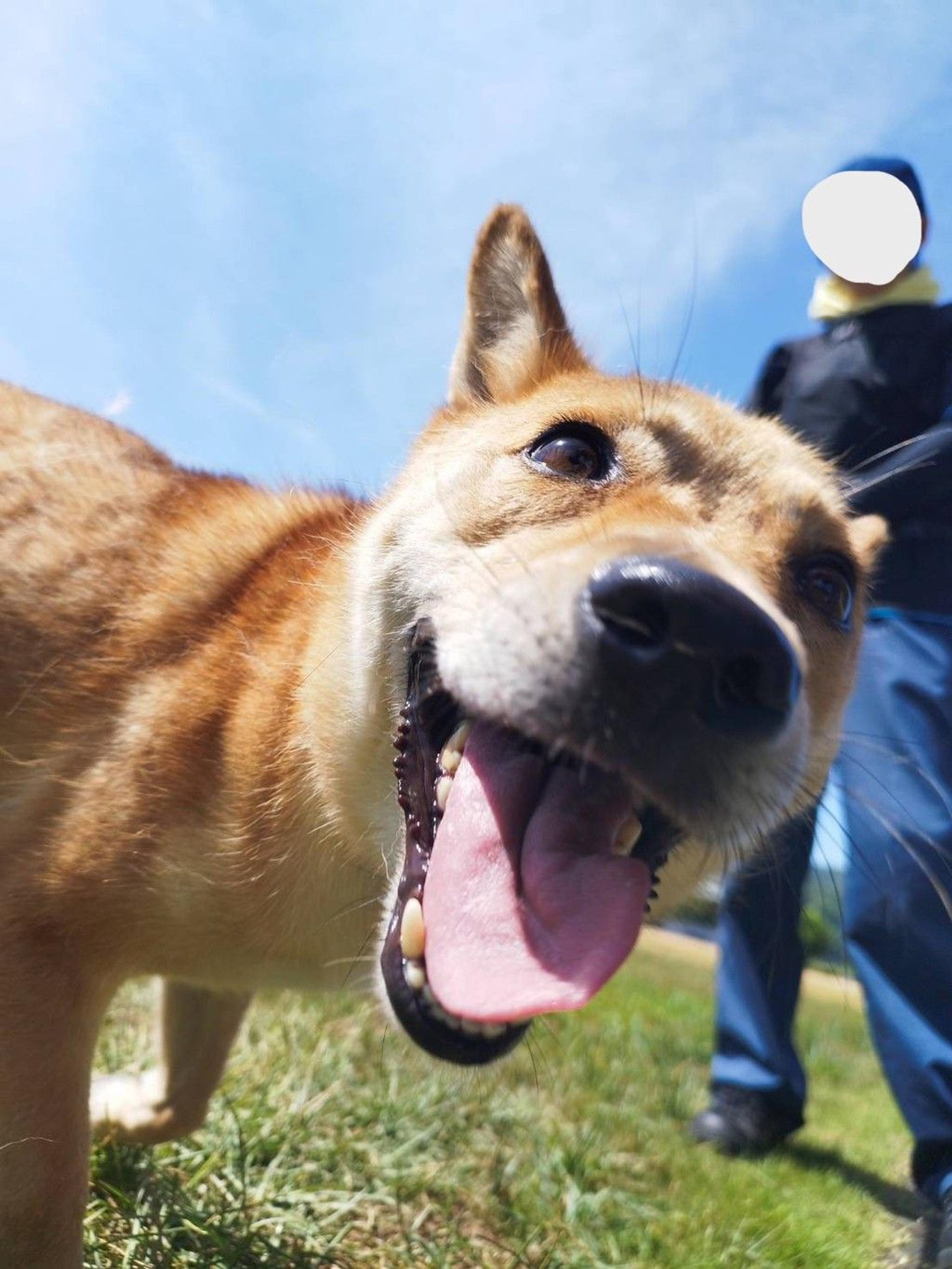 pet-image-5