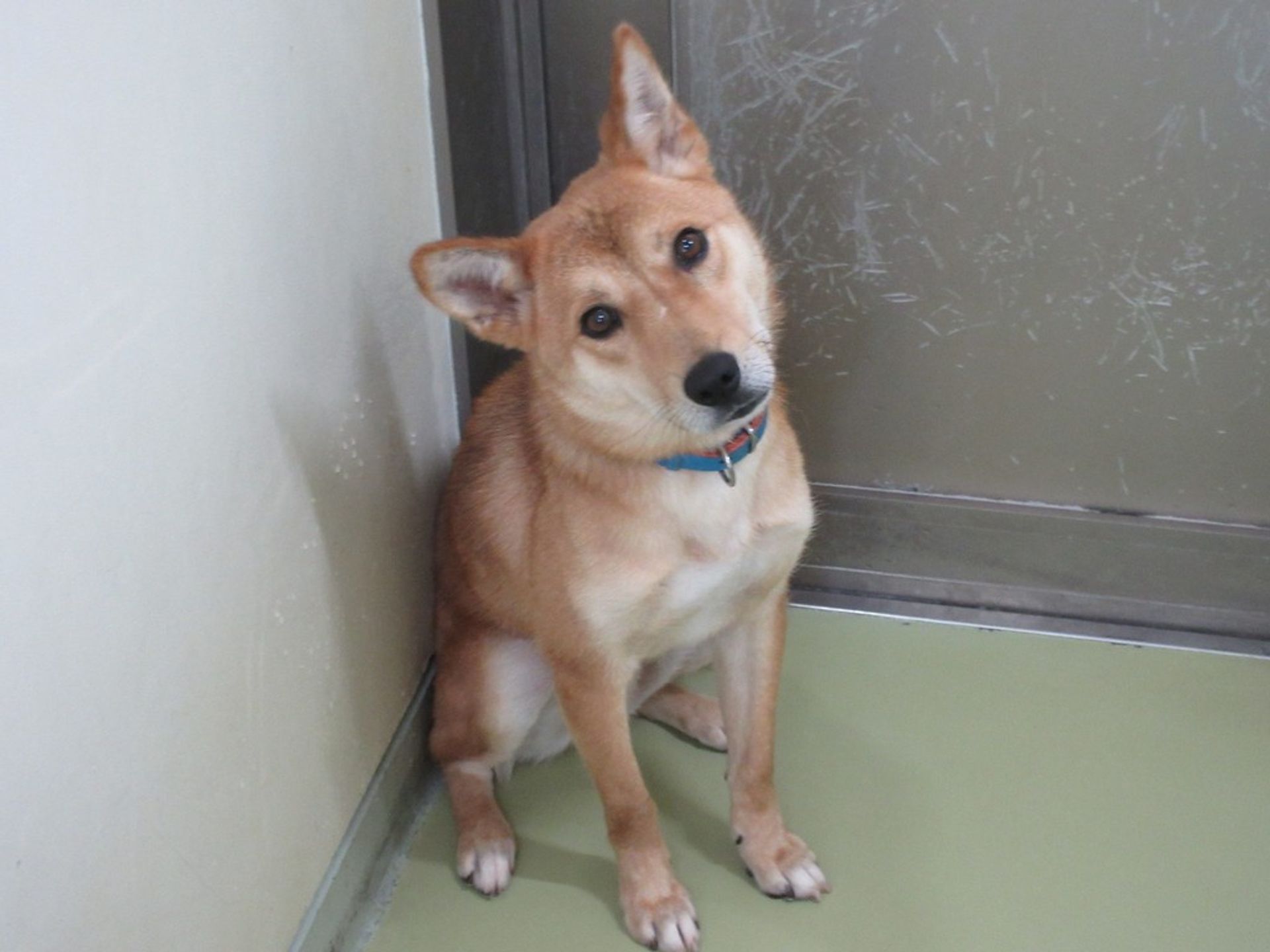 雑種（ミックス犬）・オスの里親募集の写真