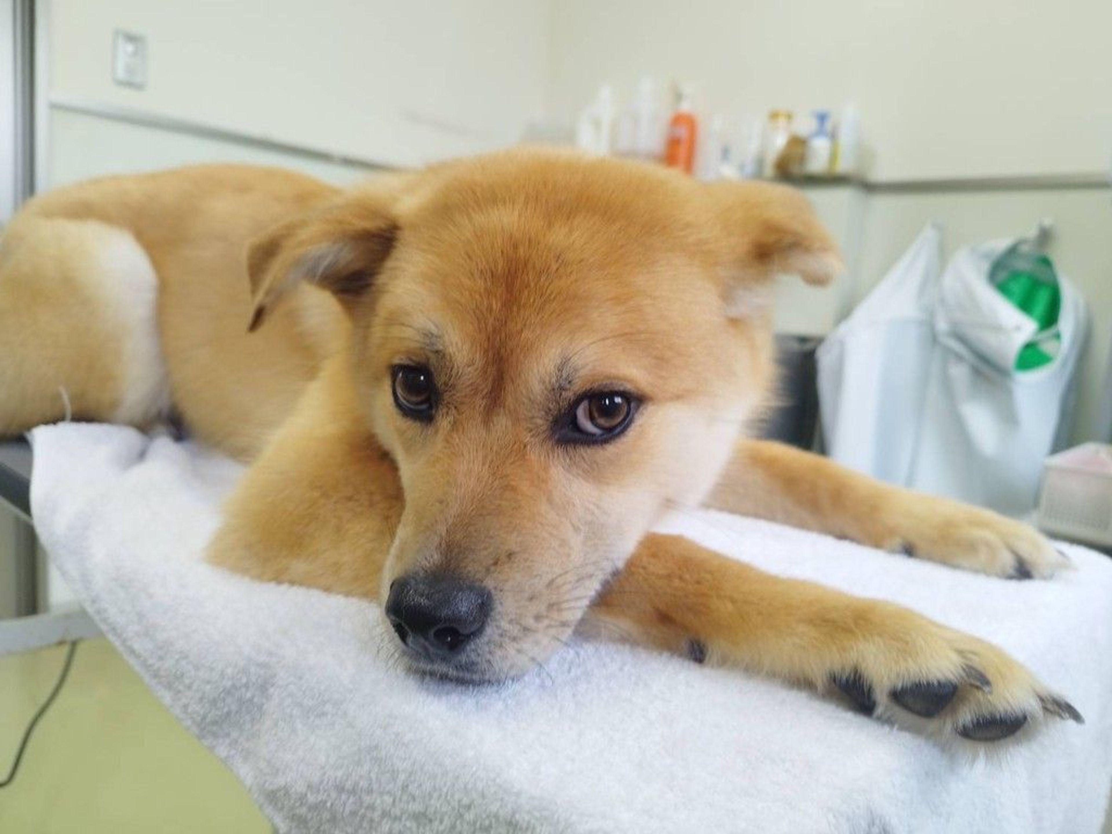 pet-image-3