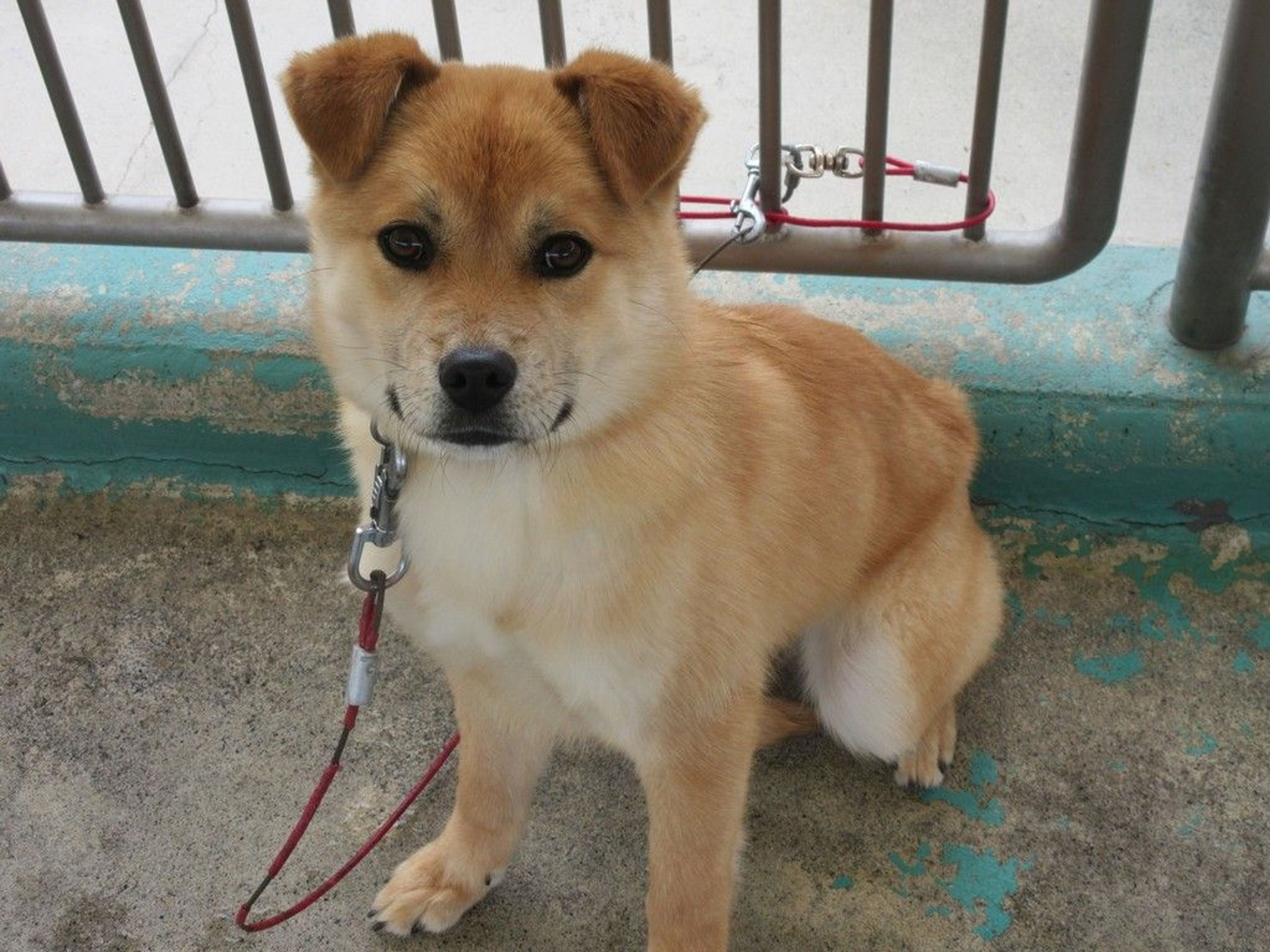 雑種（ミックス犬）・メスの里親募集の写真