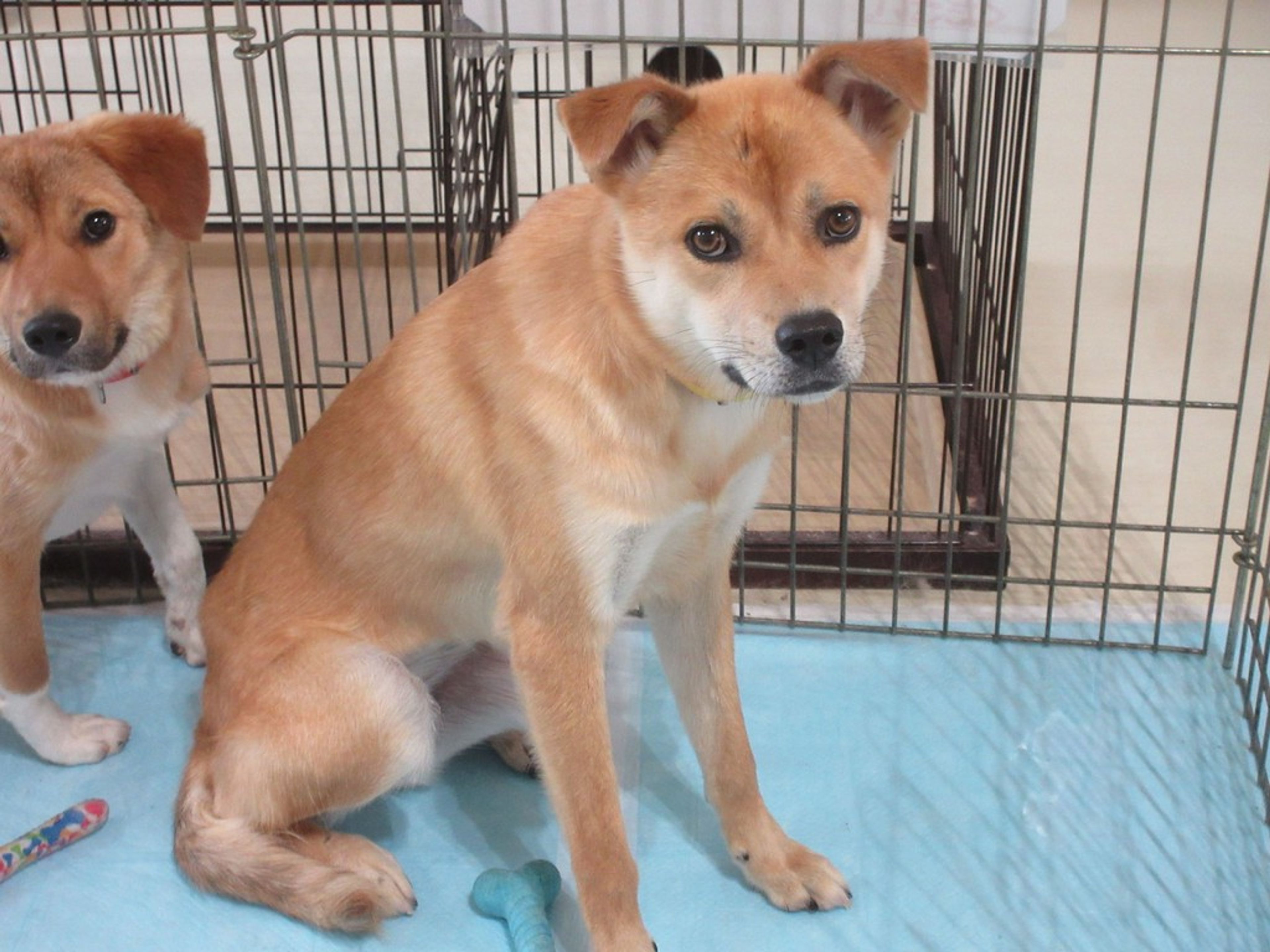 雑種（ミックス犬）・メスの里親募集の写真
