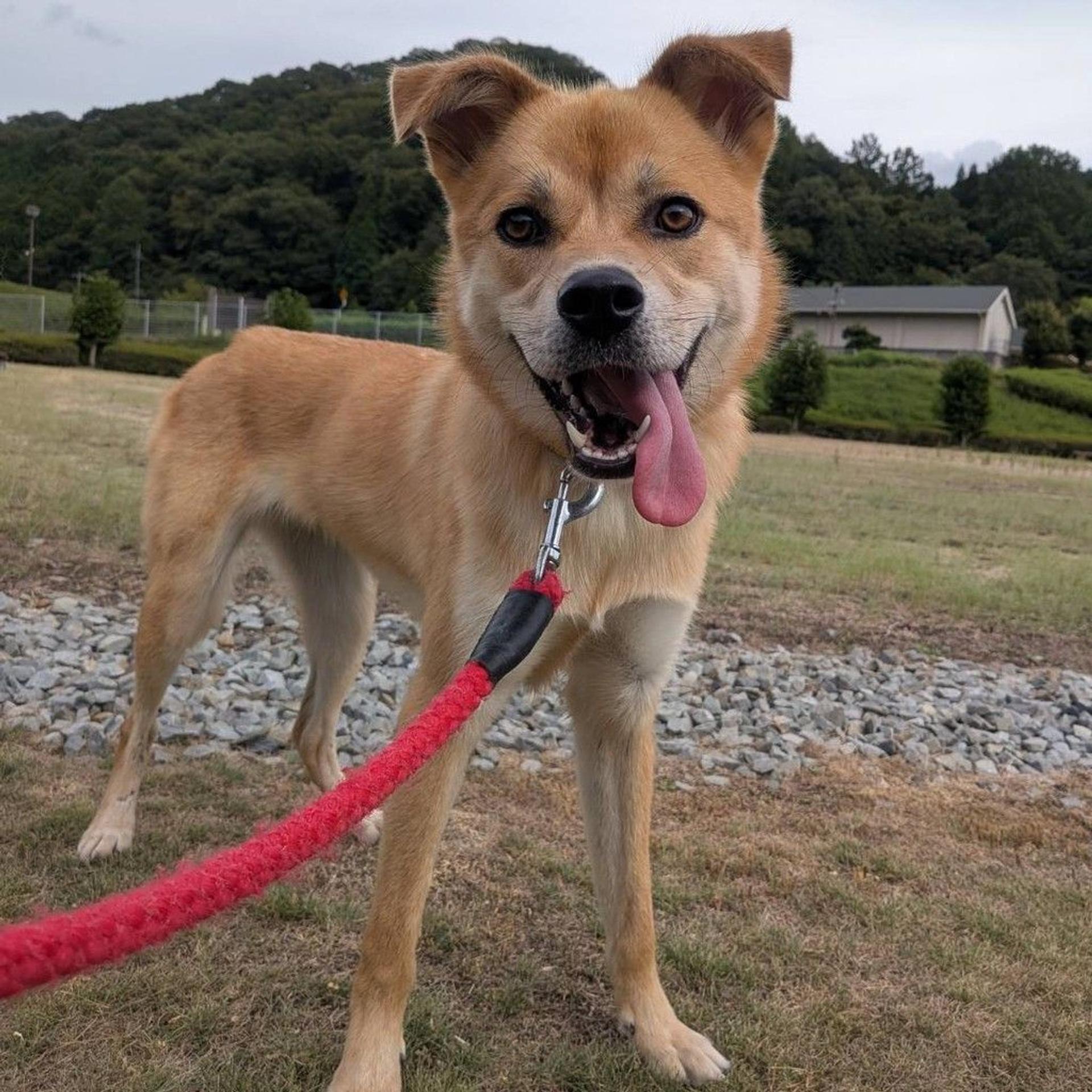 pet-image-2