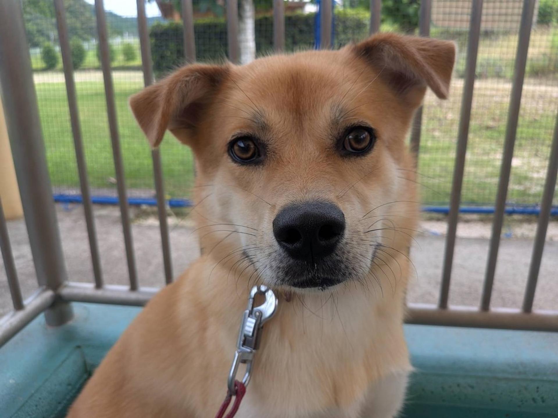 pet-image-8
