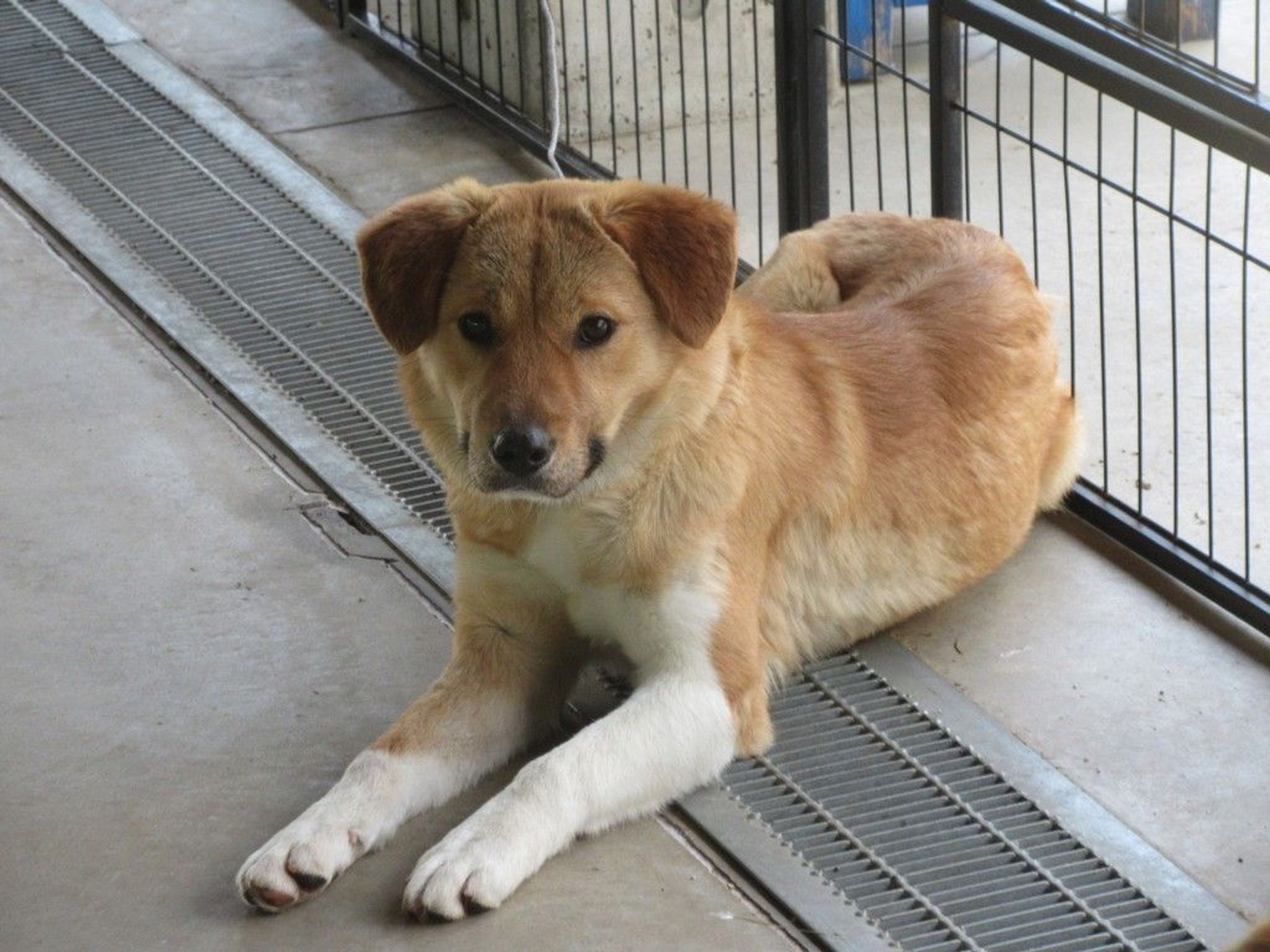 雑種（ミックス犬）・メスの里親募集の写真