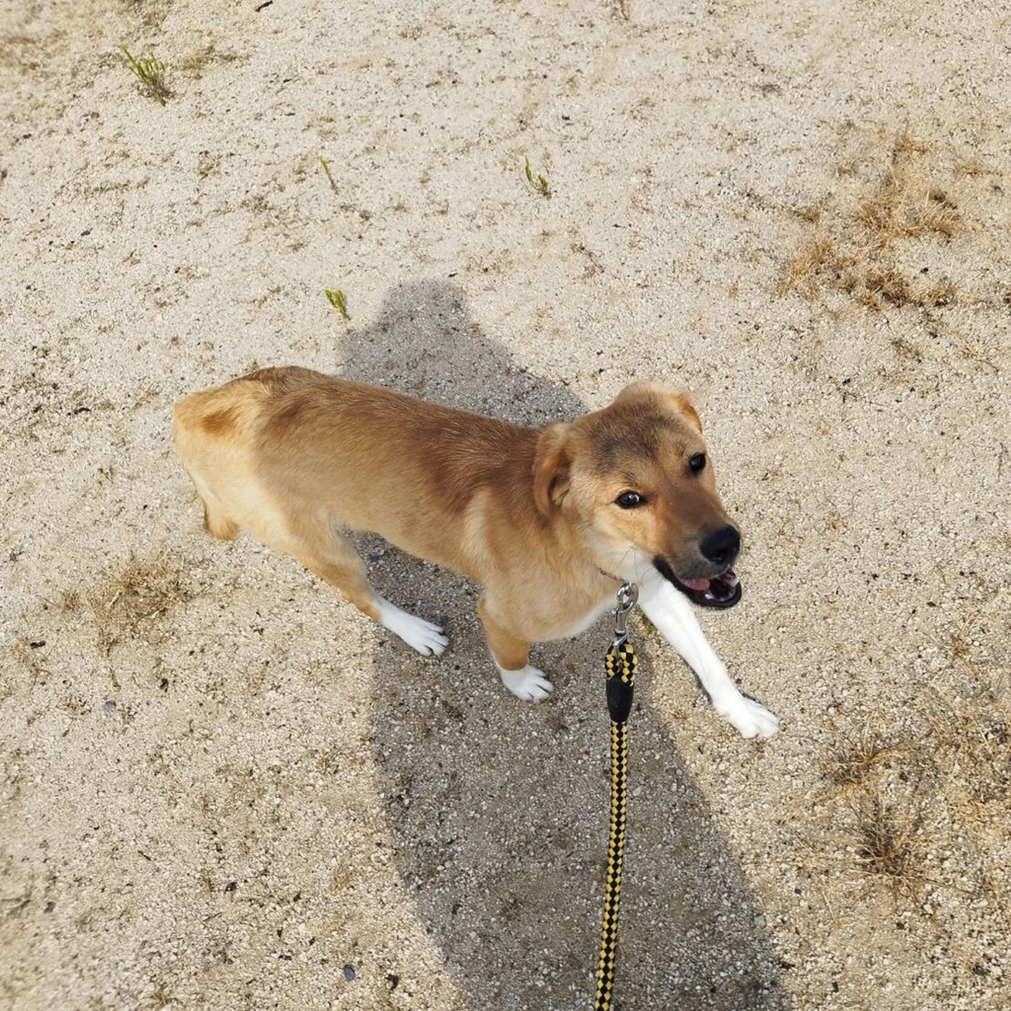 pet-image-4