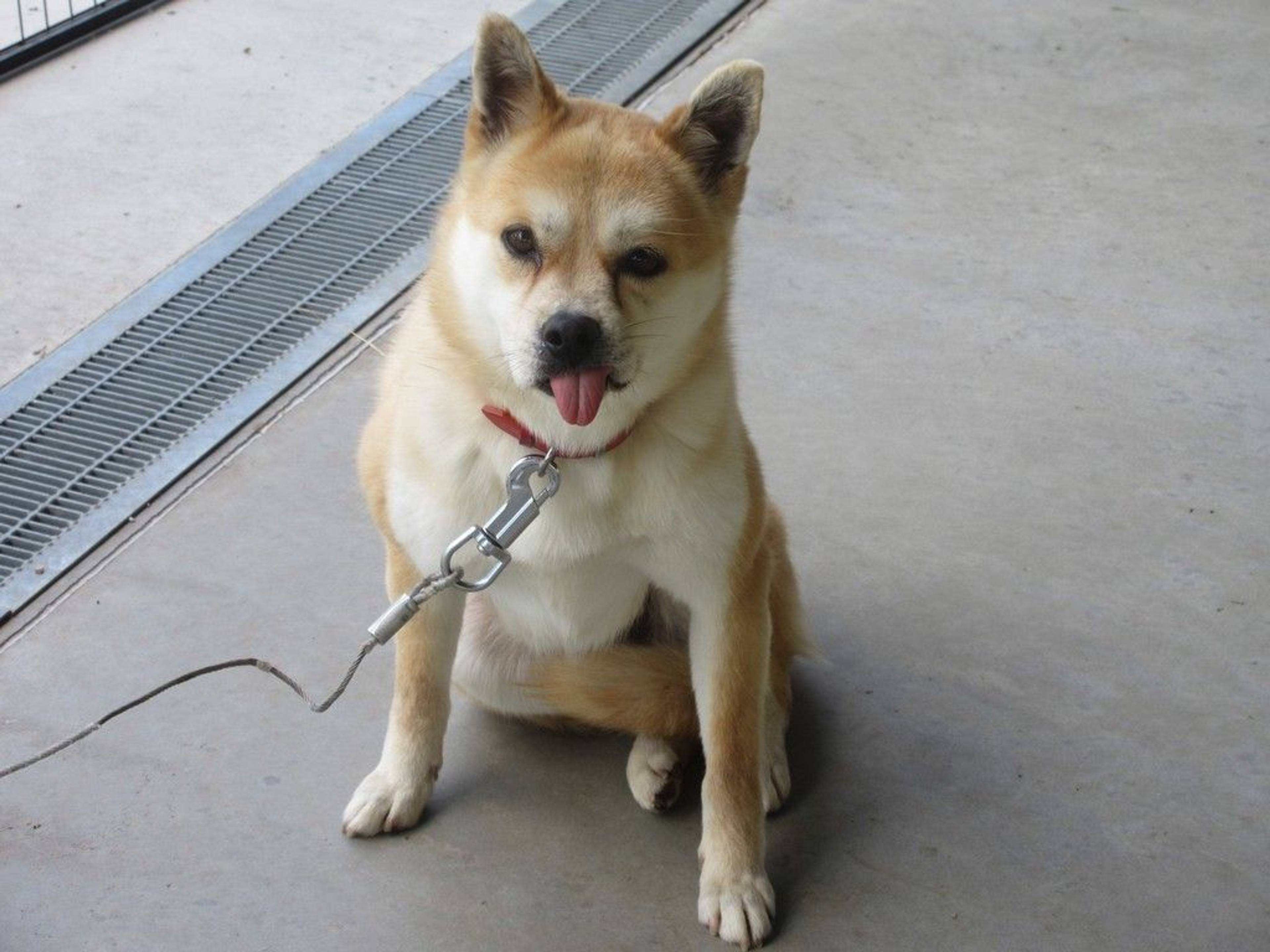 雑種（ミックス犬）・メスの里親募集の写真