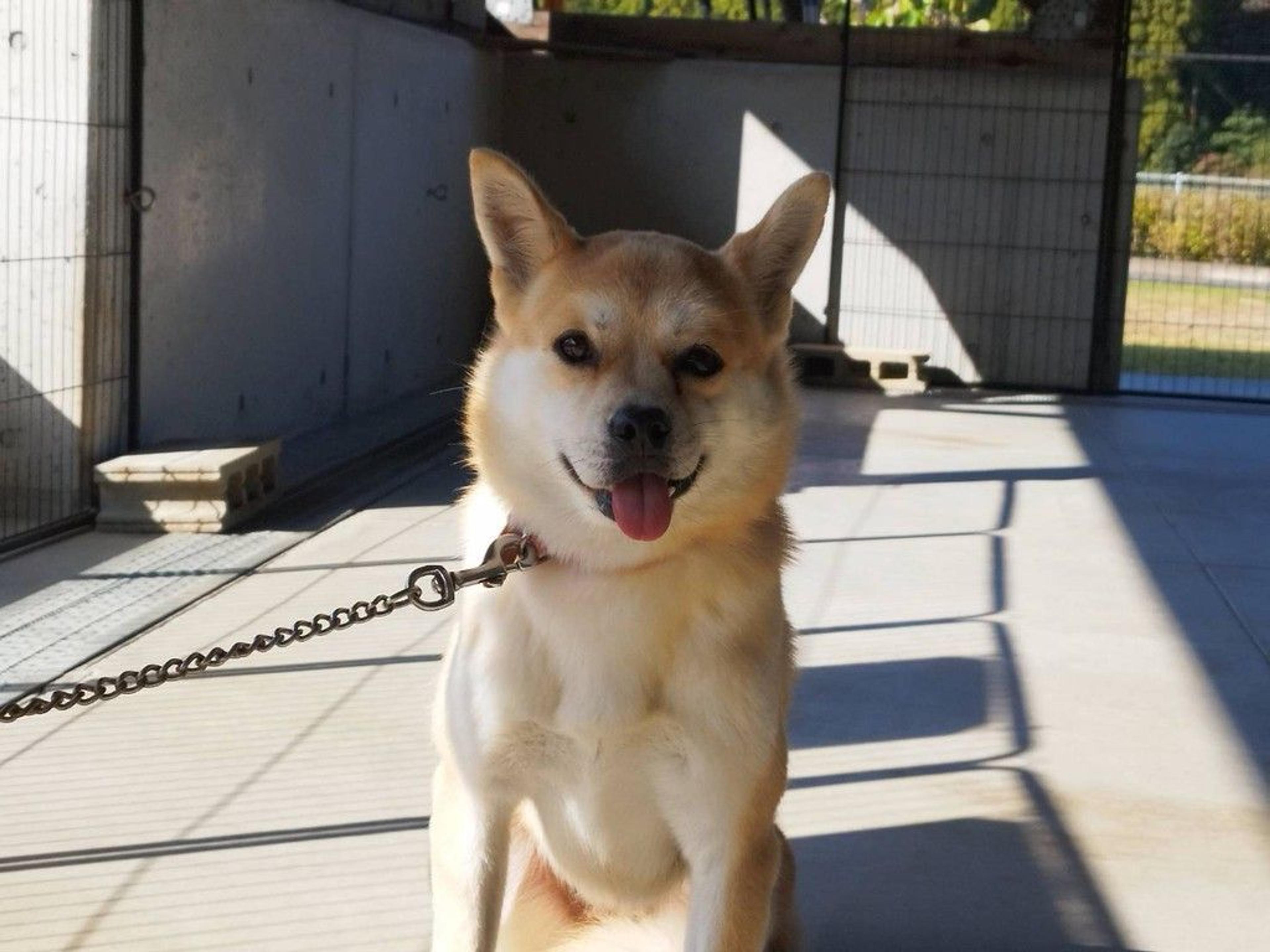 pet-image-2