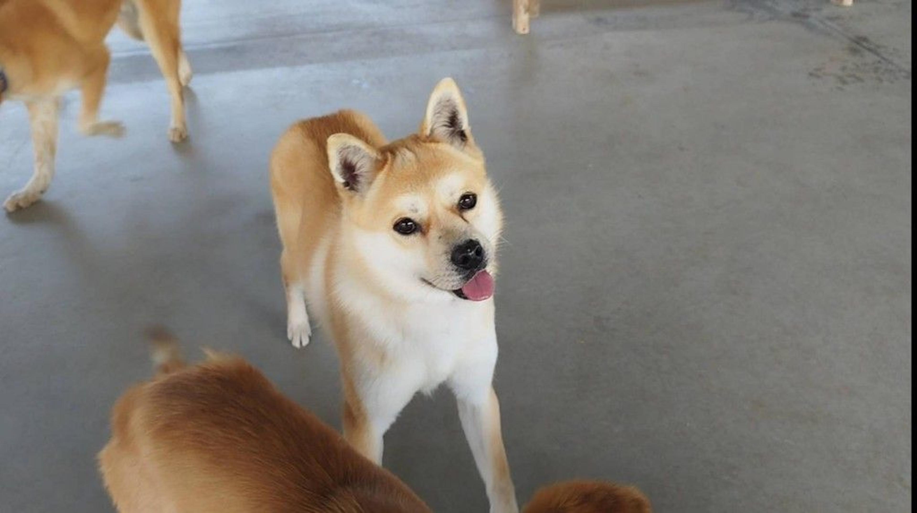 pet-image-3