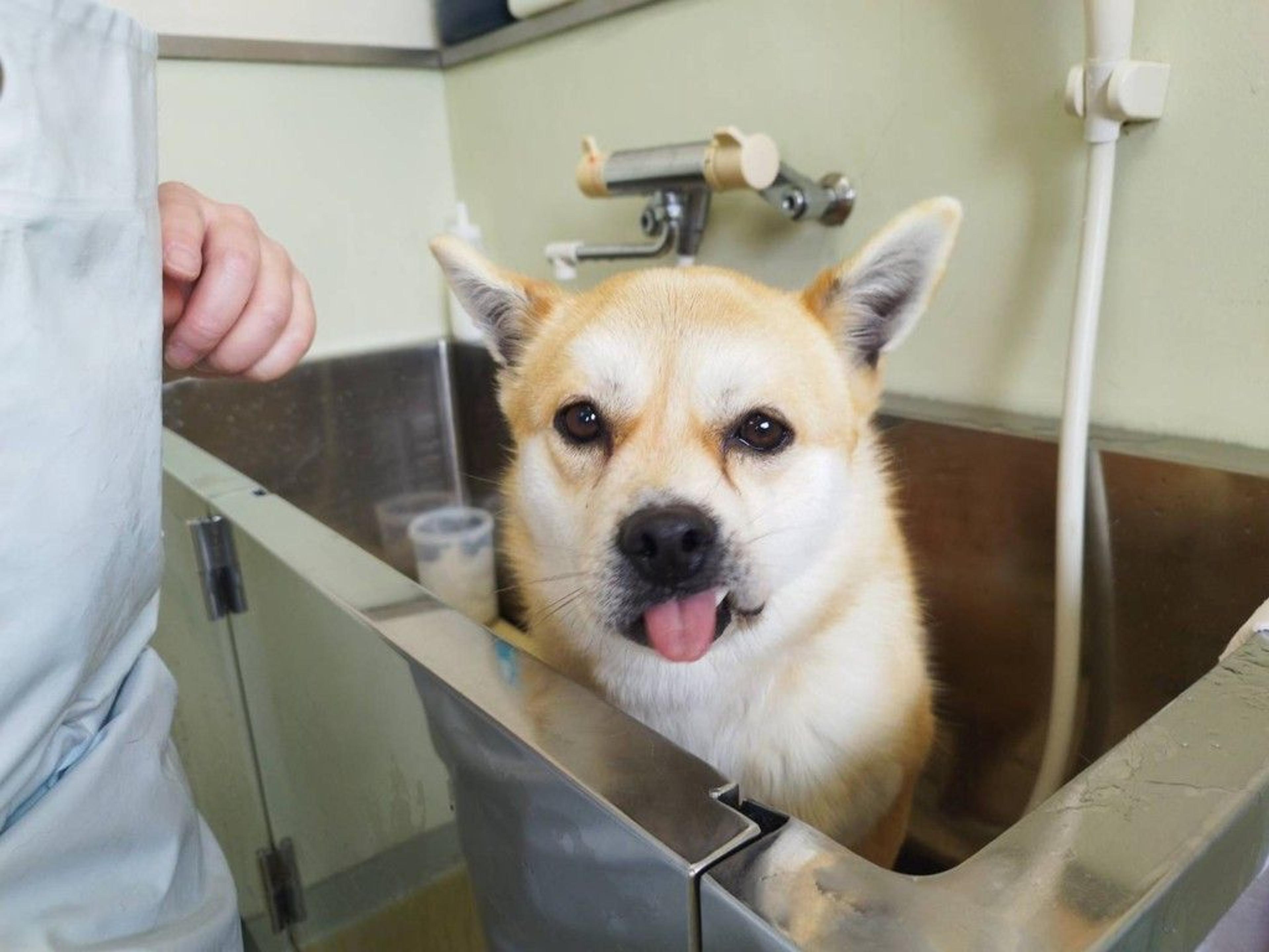 pet-image-4