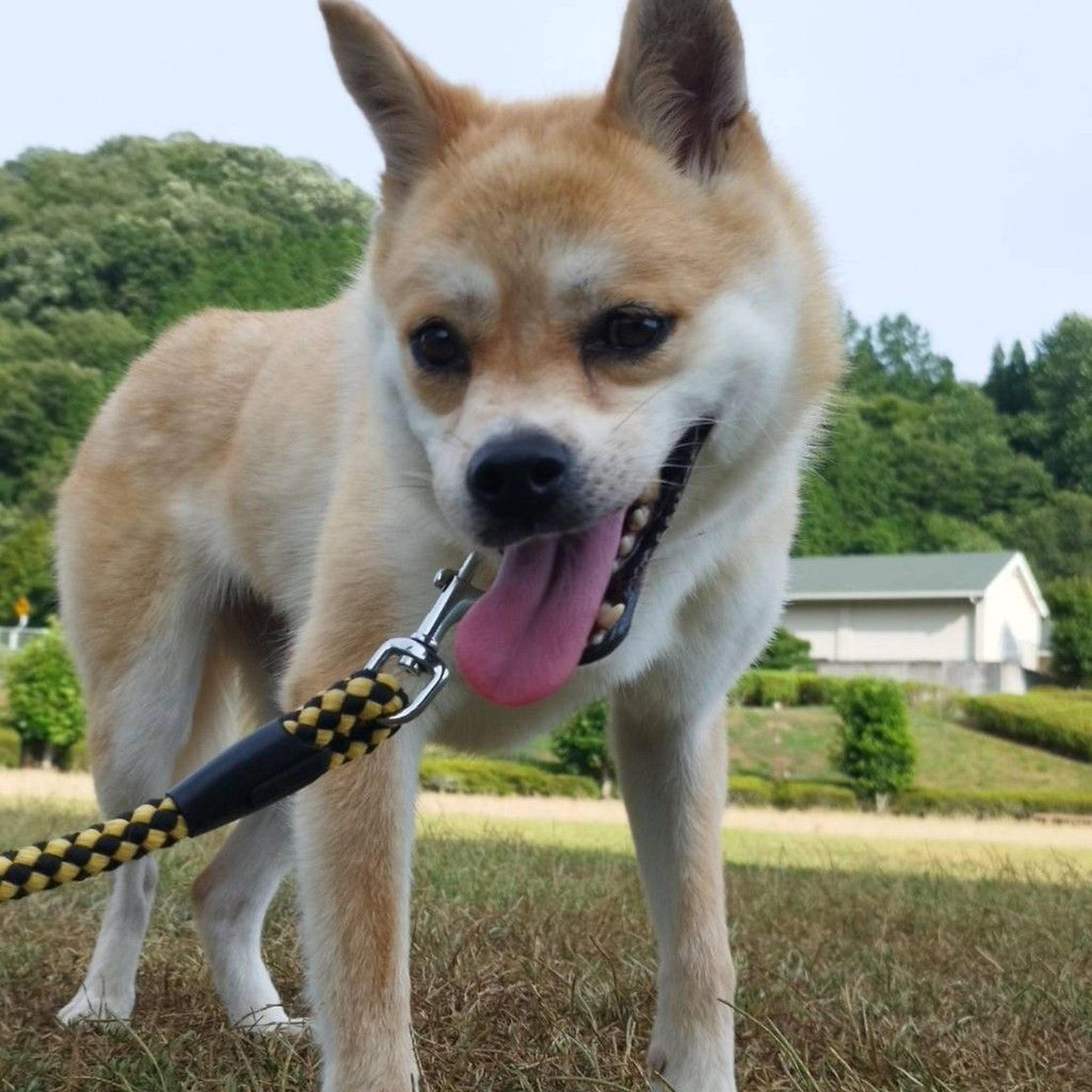 pet-image-5