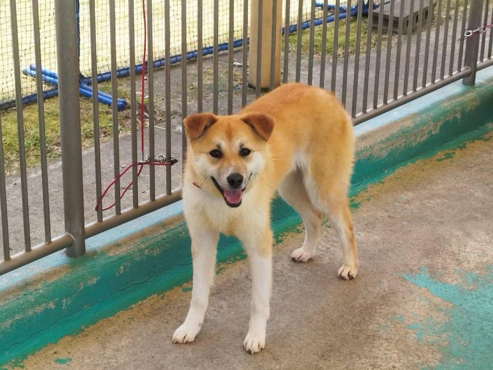 pet-image-3