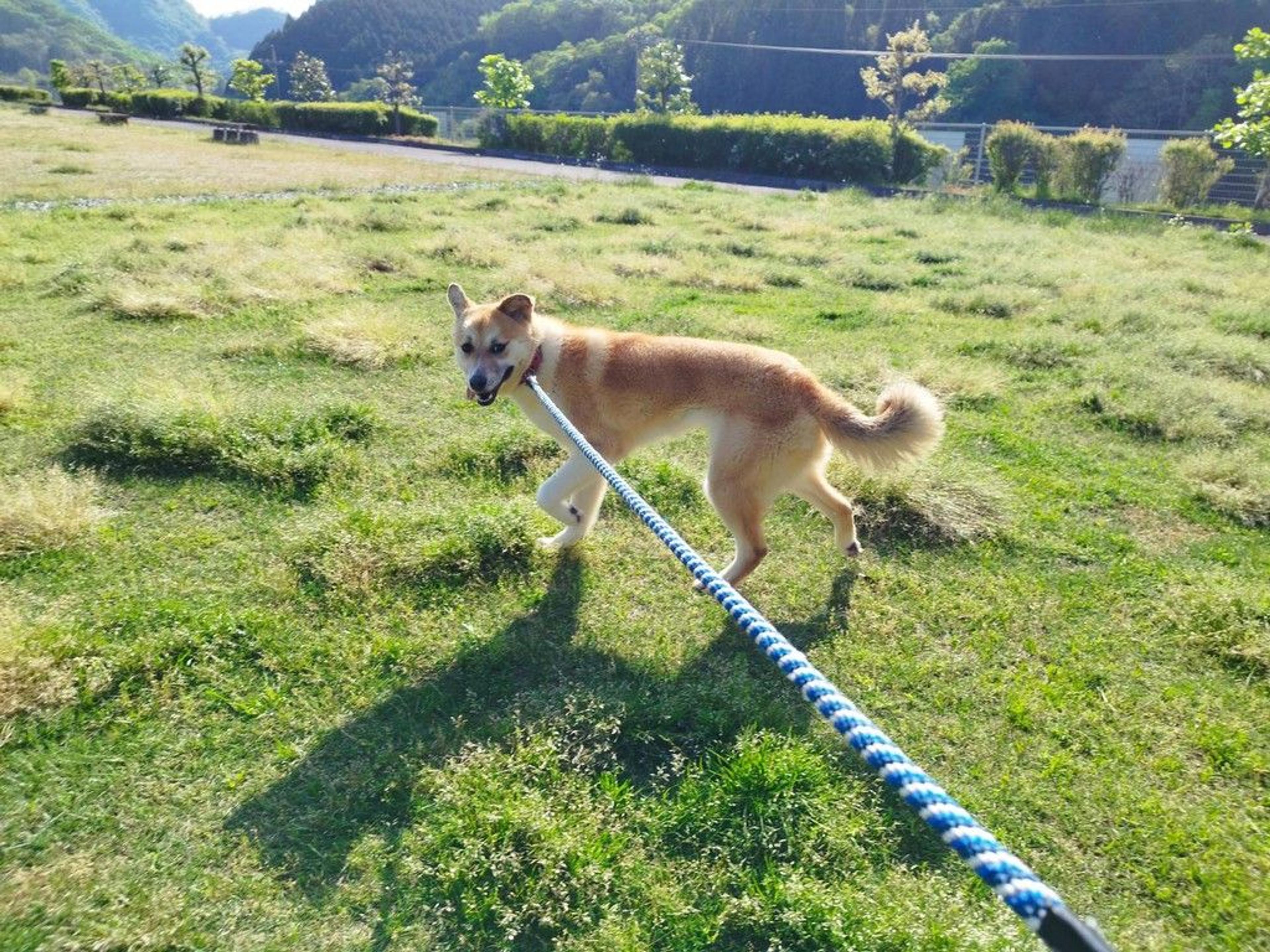 pet-image-4