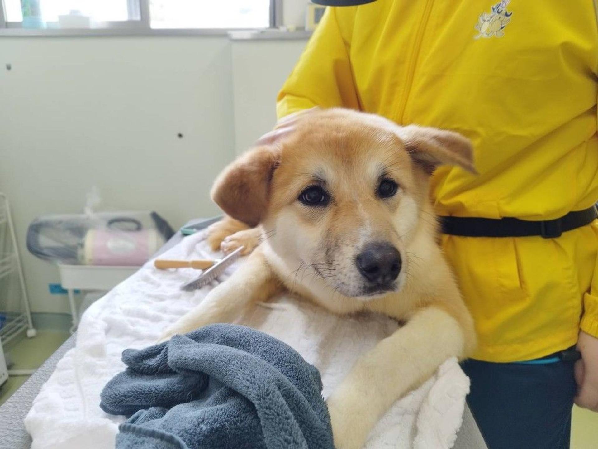 pet-image-5
