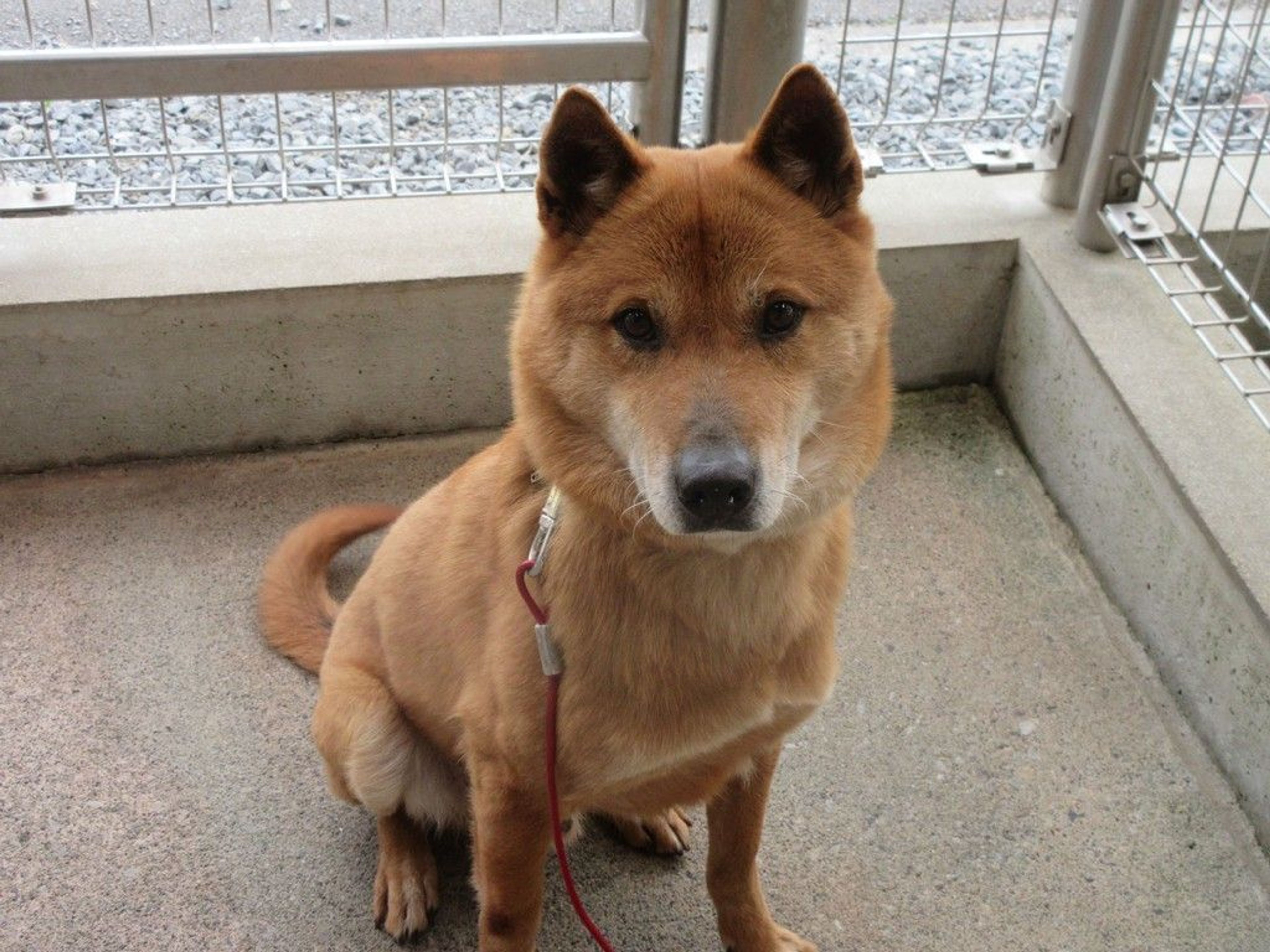 雑種（ミックス犬）・オスの里親募集の写真