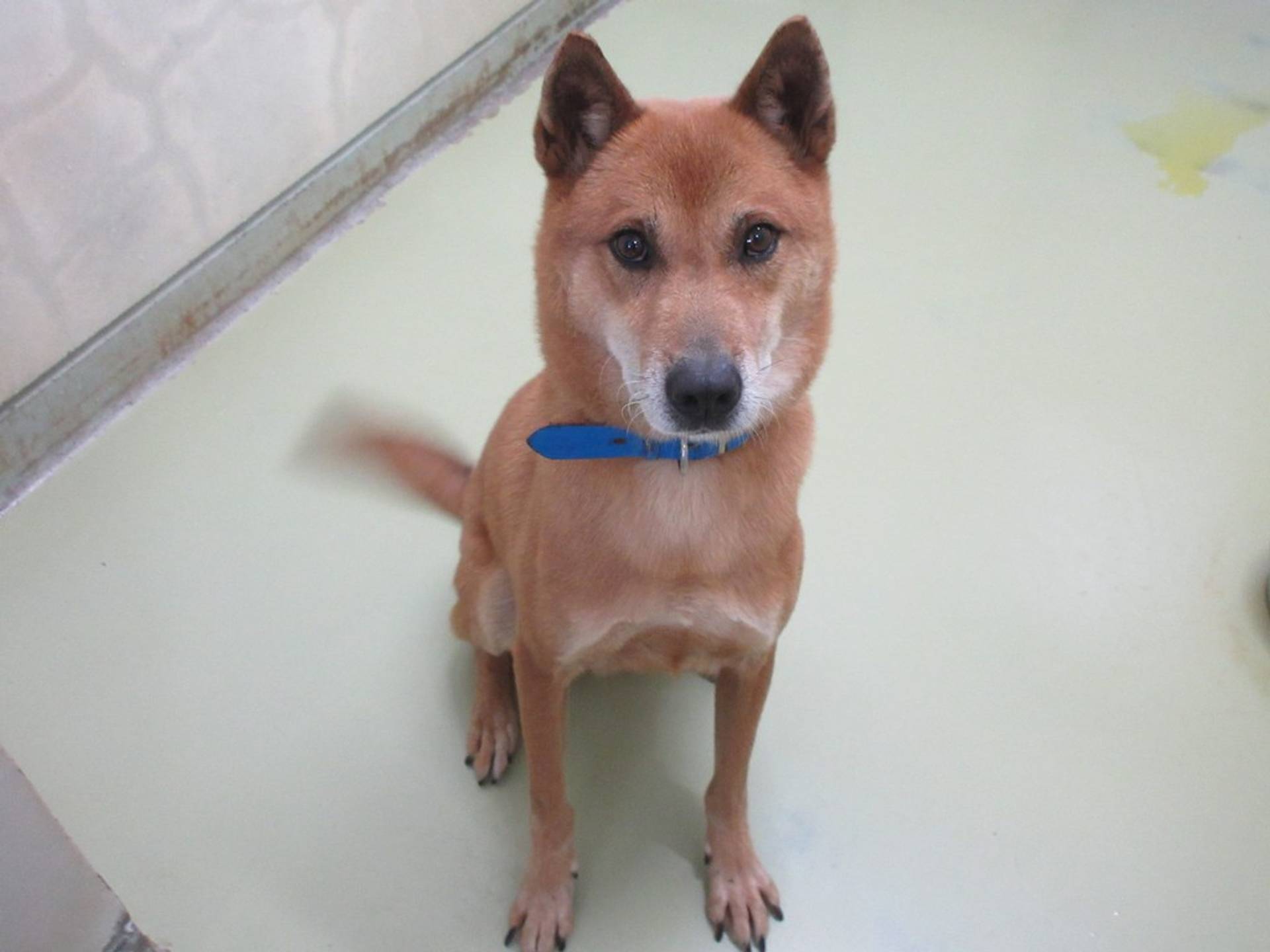 雑種（ミックス犬）・オスの里親募集の写真