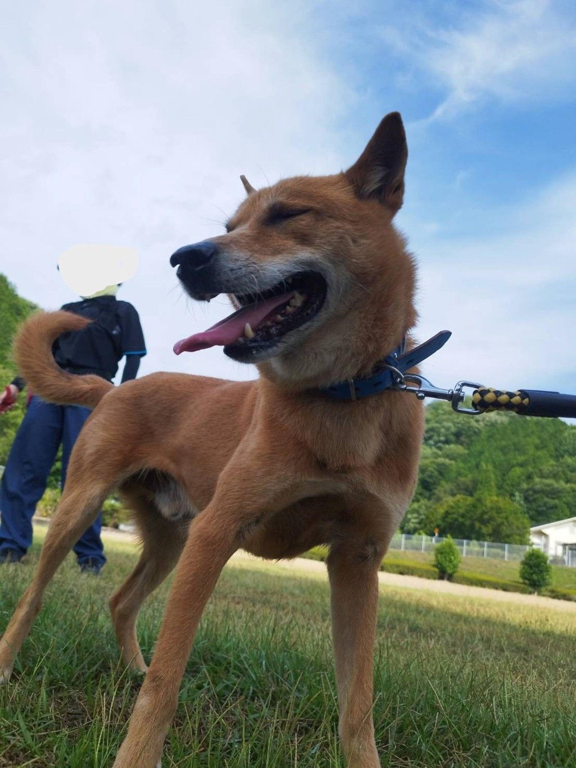 pet-image-7