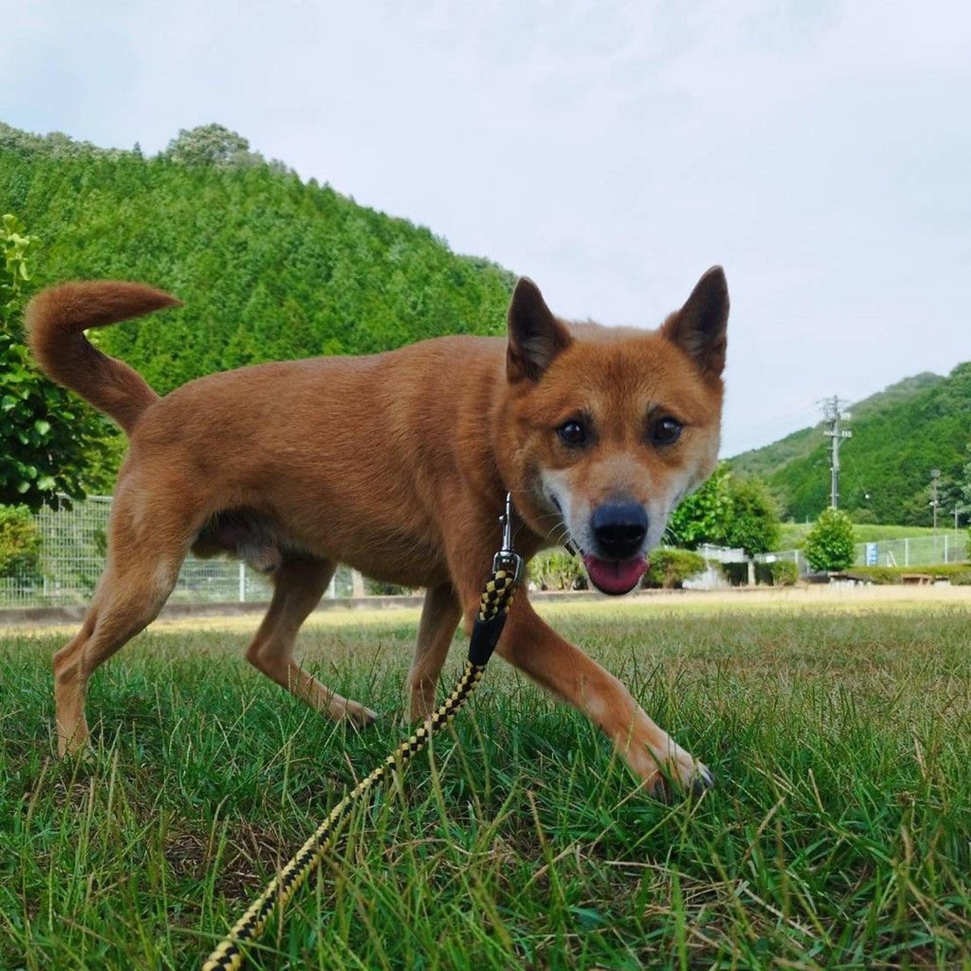 pet-image-6