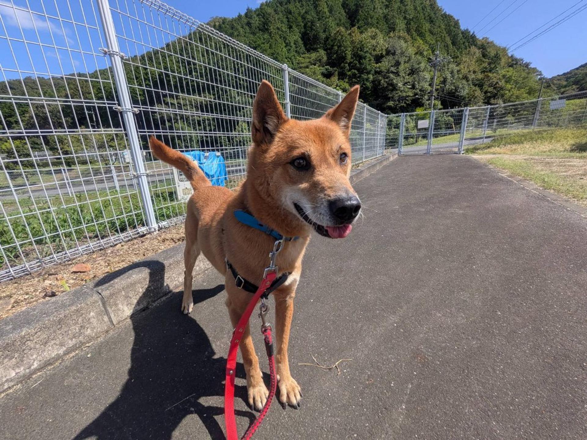 pet-image-9