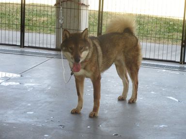 雑種（ミックス犬）・メスの里親募集の写真